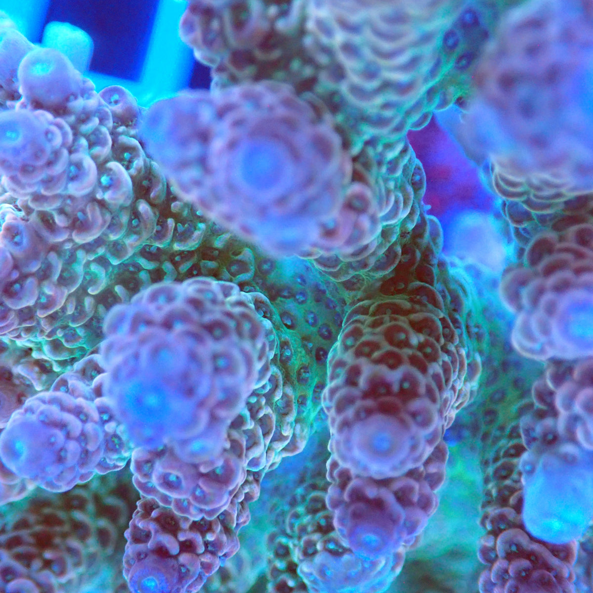 Acro Colony F6 macro