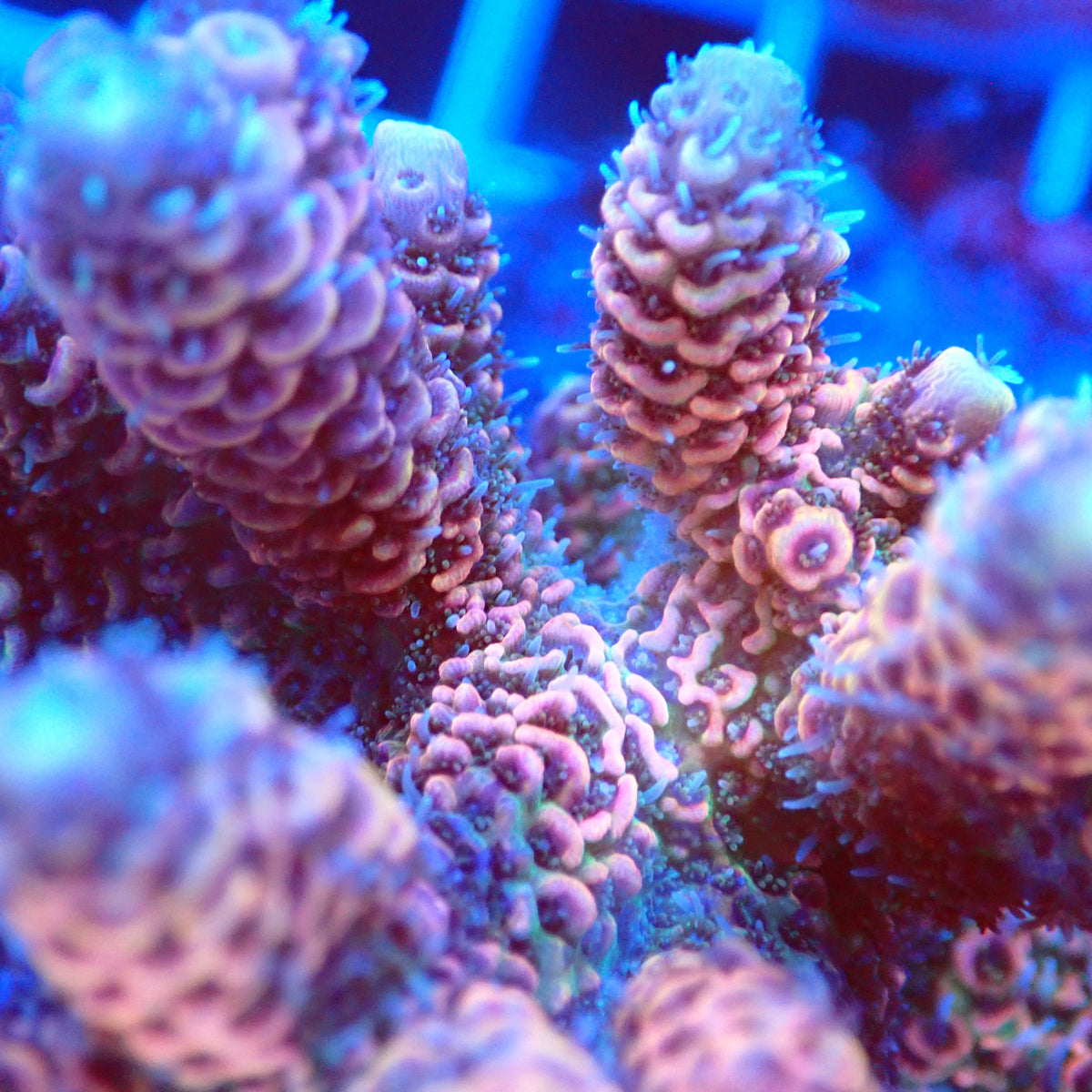 Acro Colony F7 macro