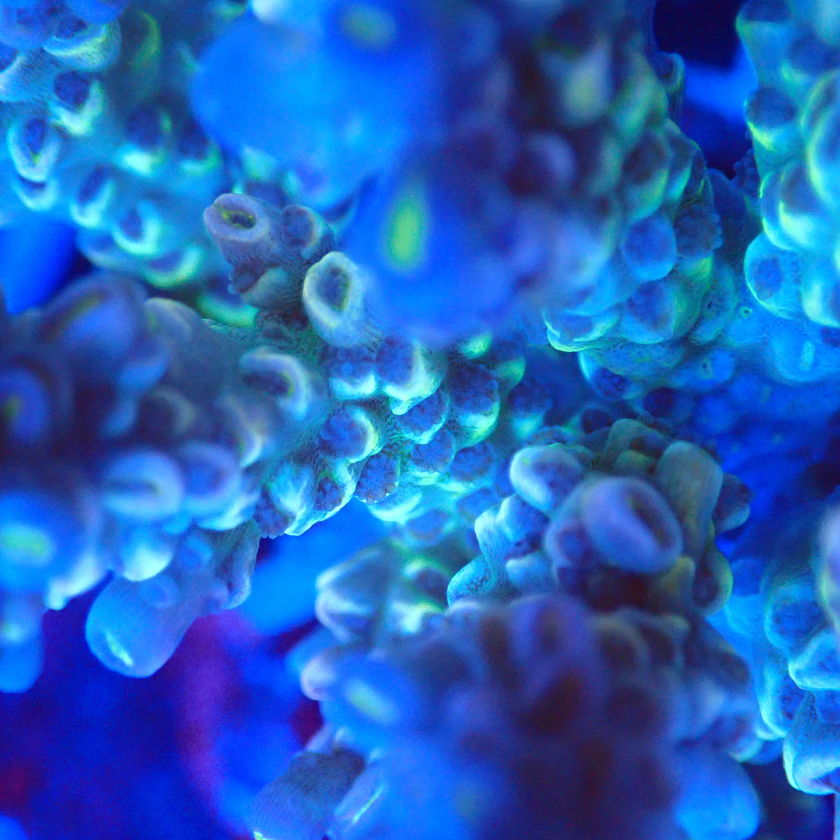 Acro Colony F8 macro