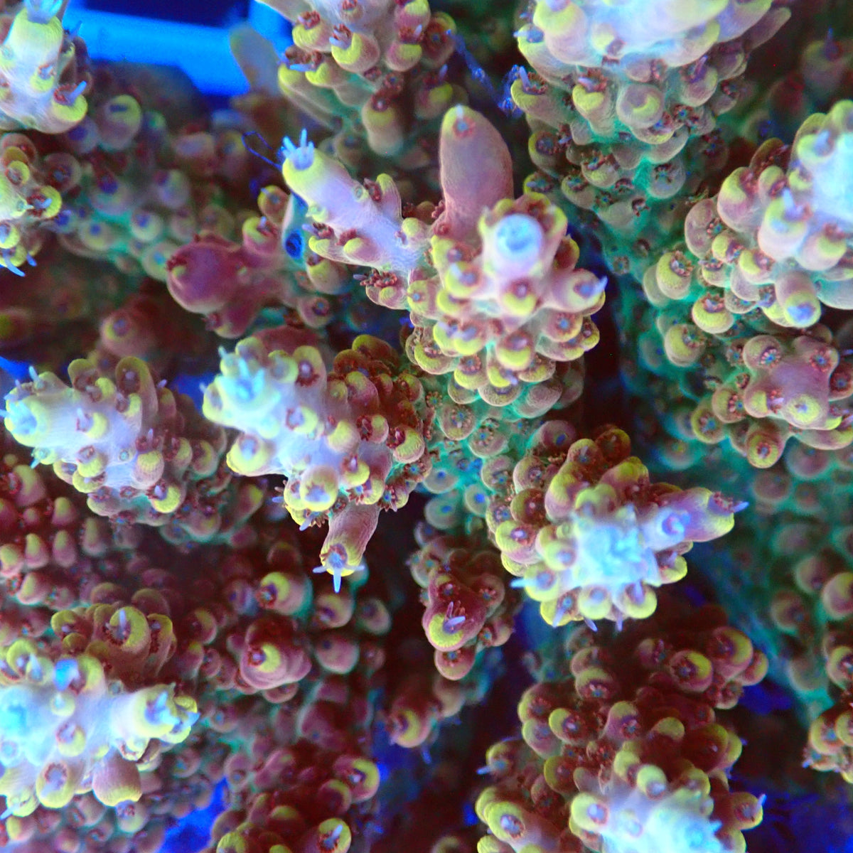 Acro Colony F9 macro