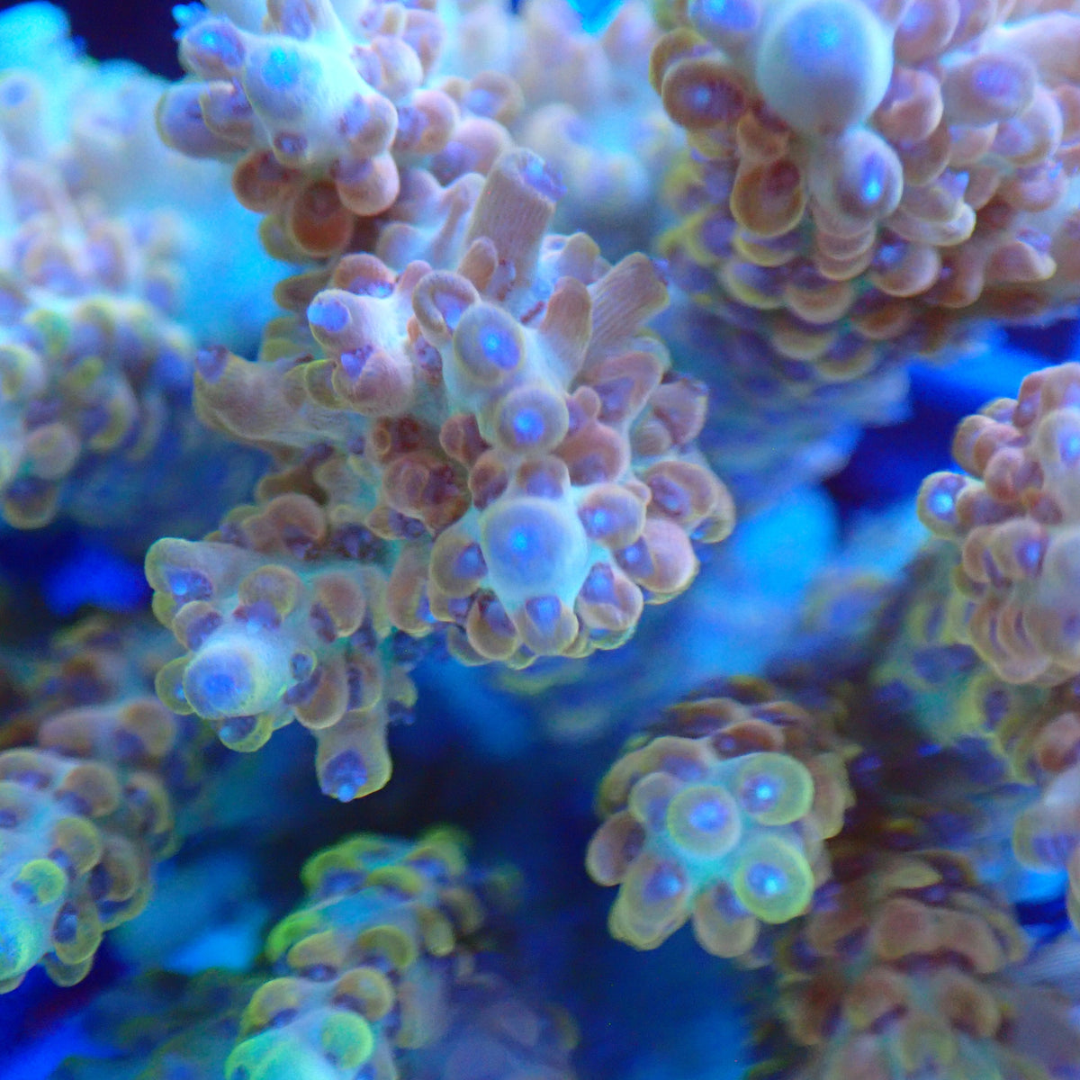 Acro Colony G1 macro