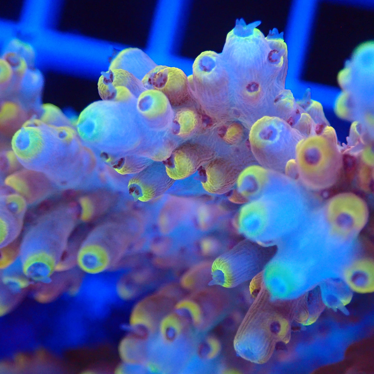 Acro Colony G10 macro