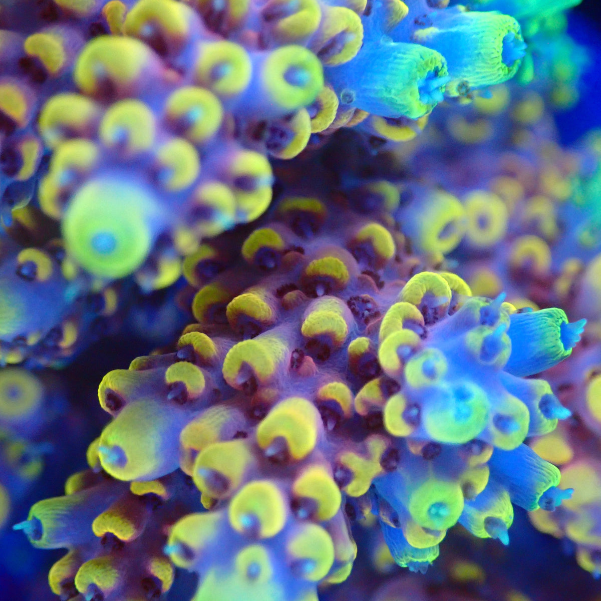 Acro Colony G11 macro