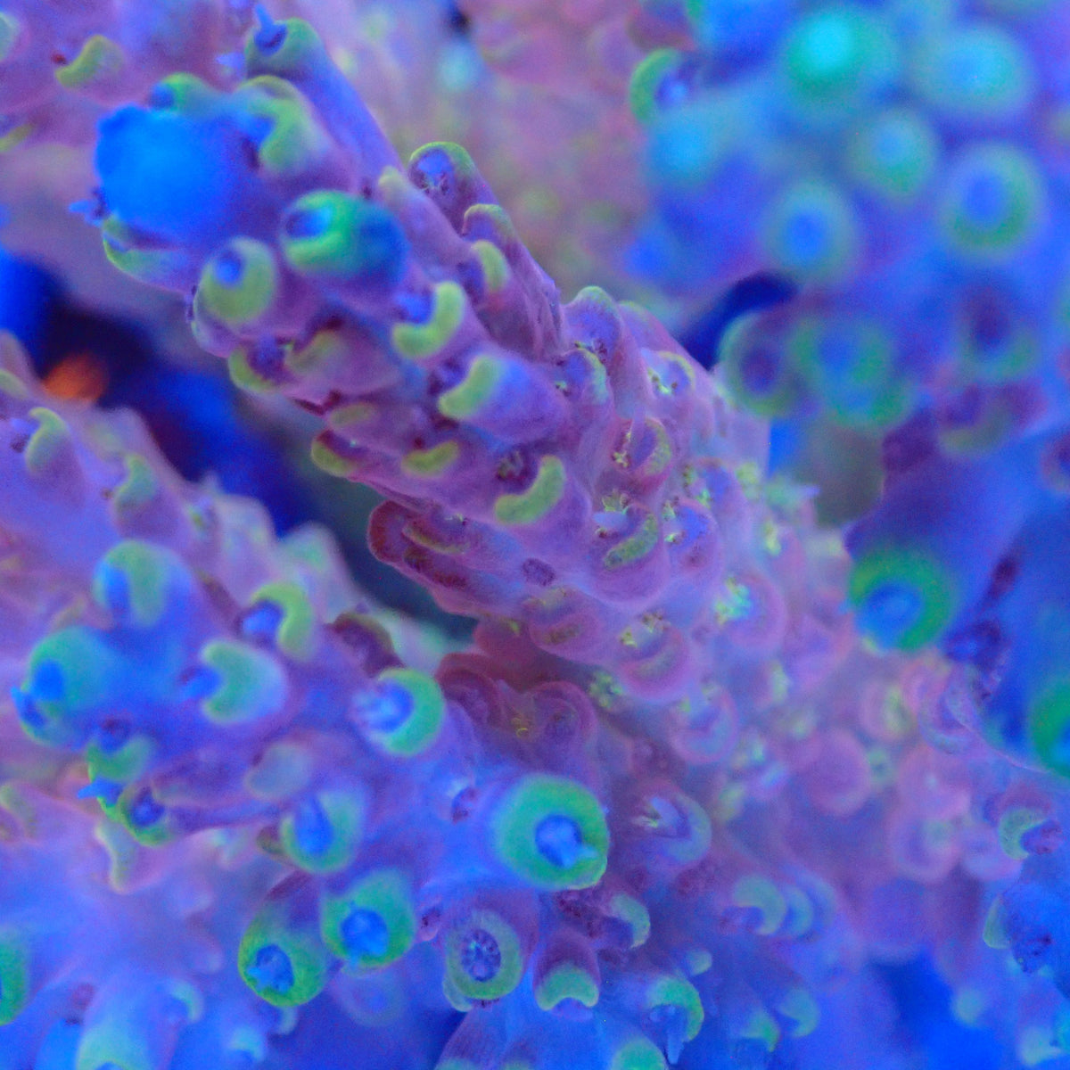 Acro Colony G12 macro