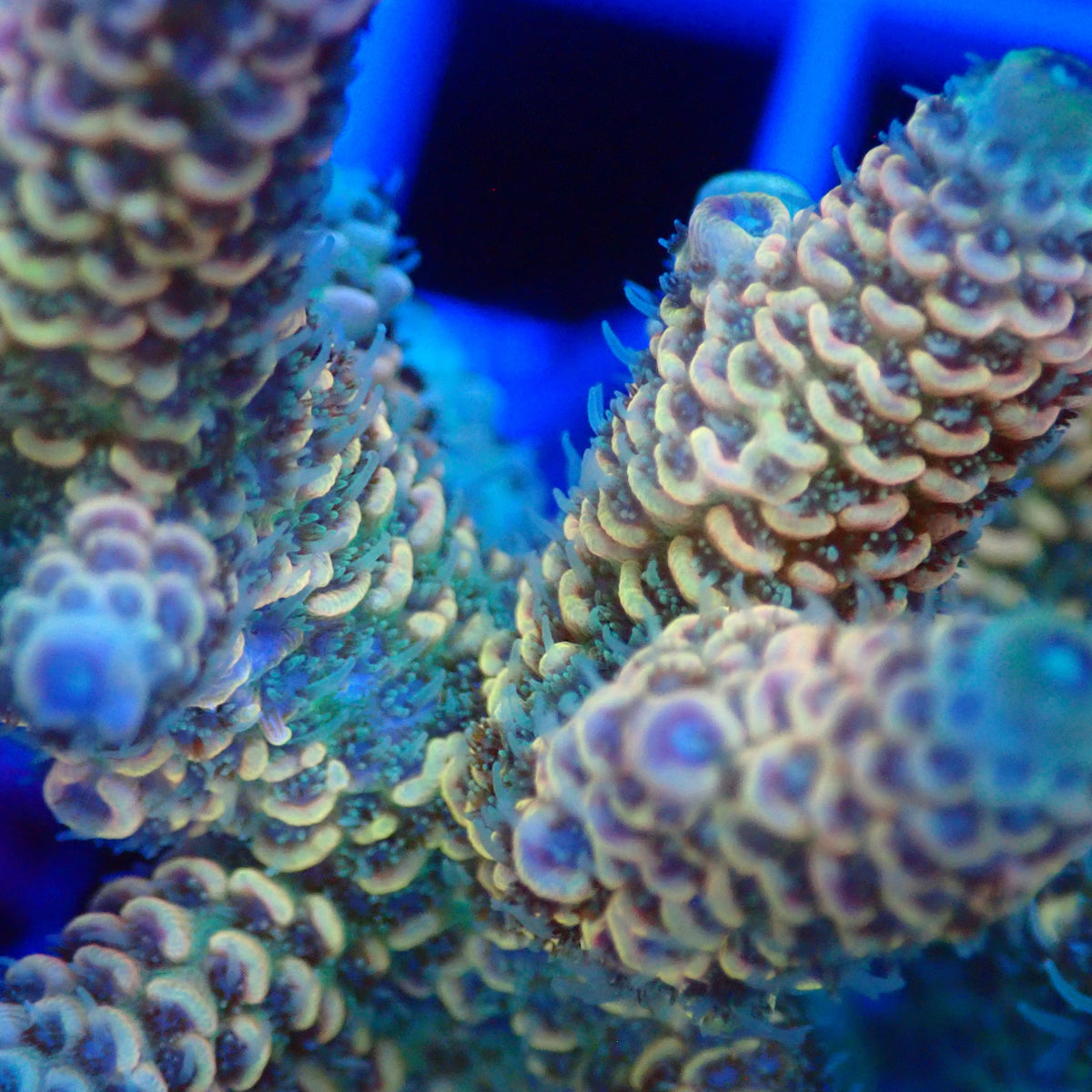 Acro Colony G3 macro
