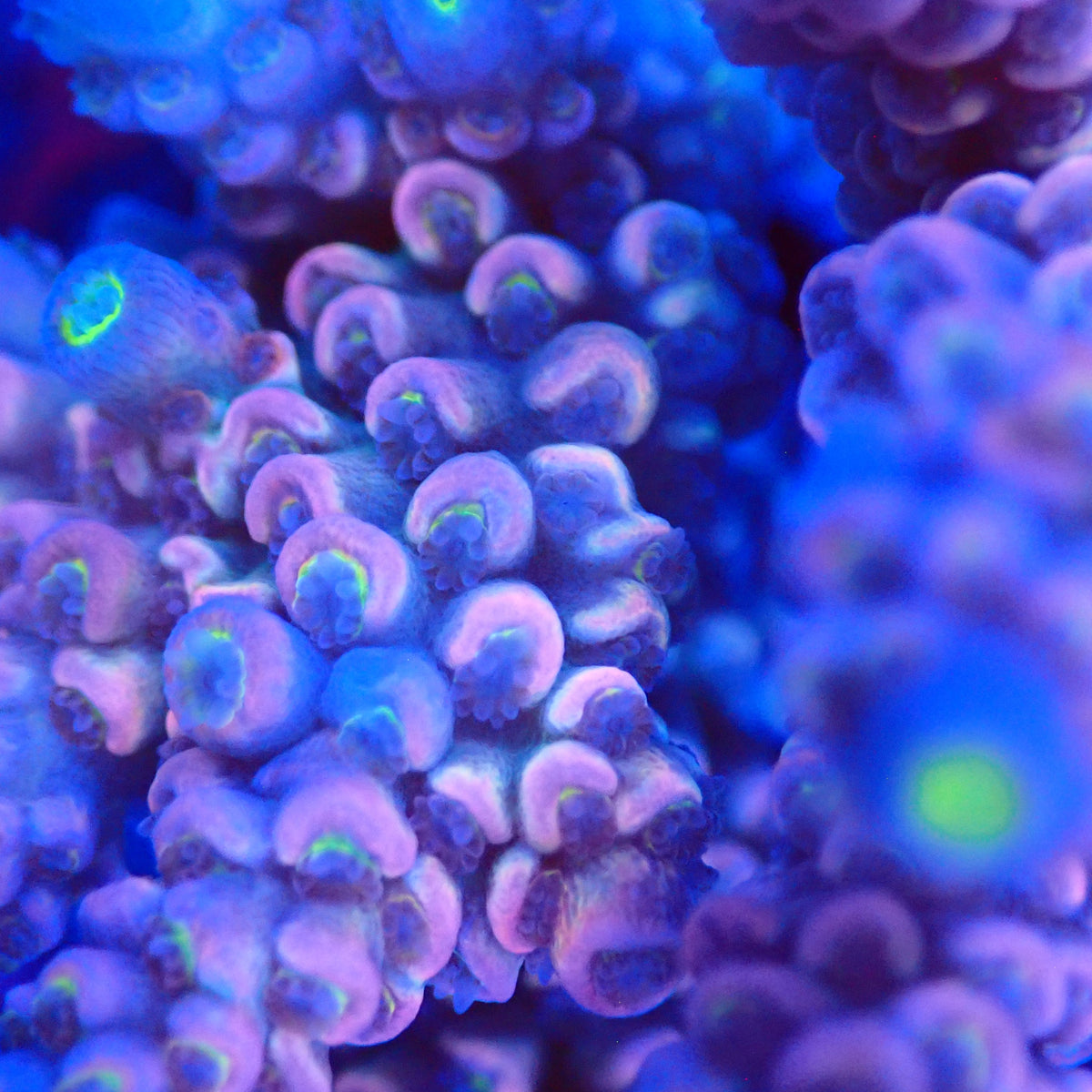 Acro Colony G6 macro