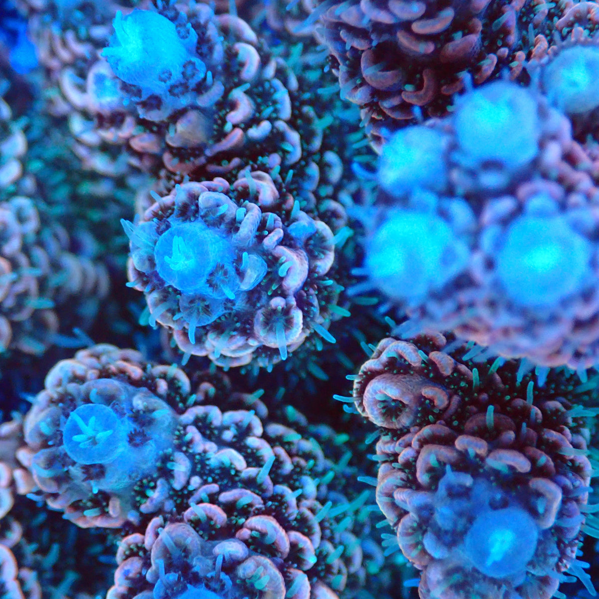 Acro Colony G7 macro