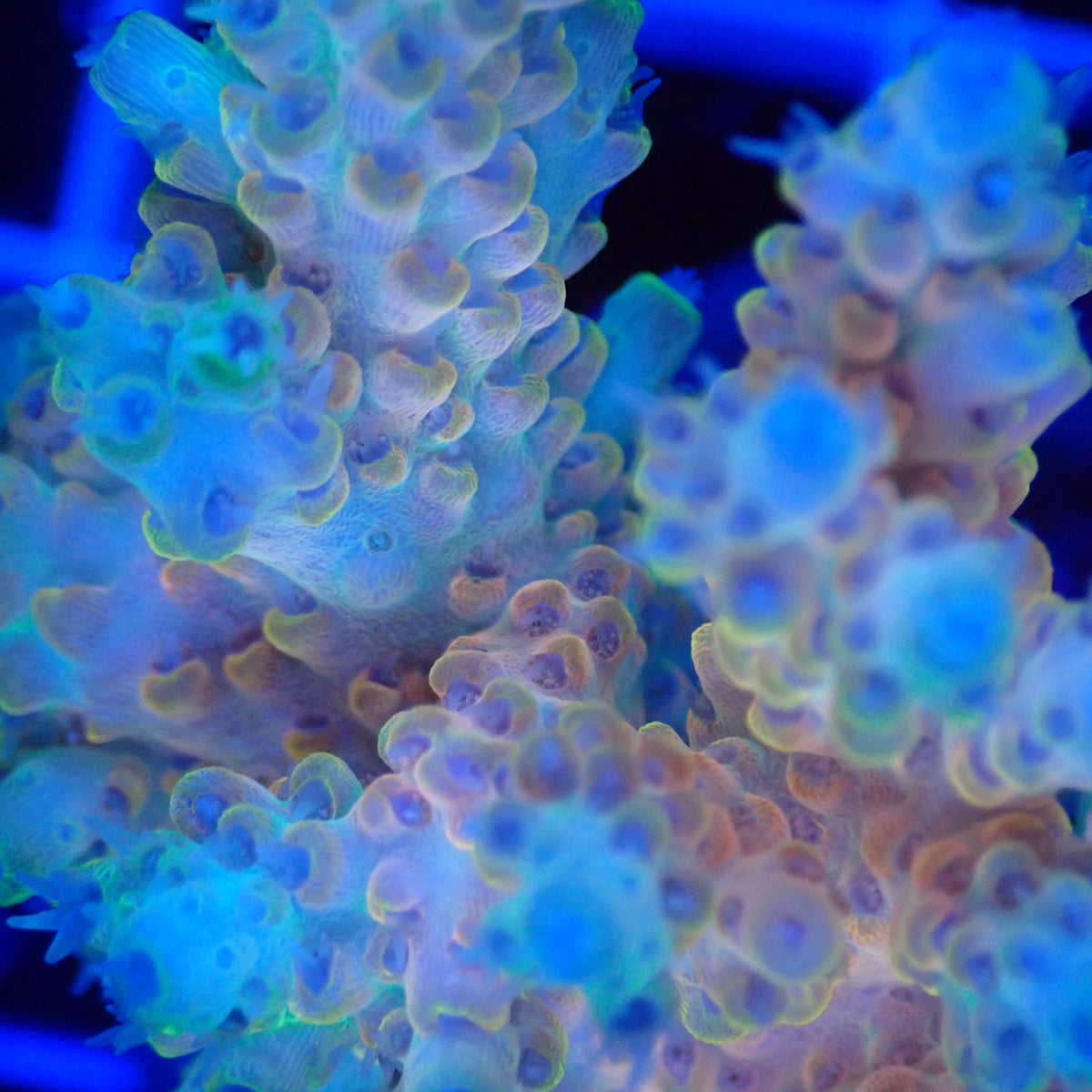Acro Colony G8 macro
