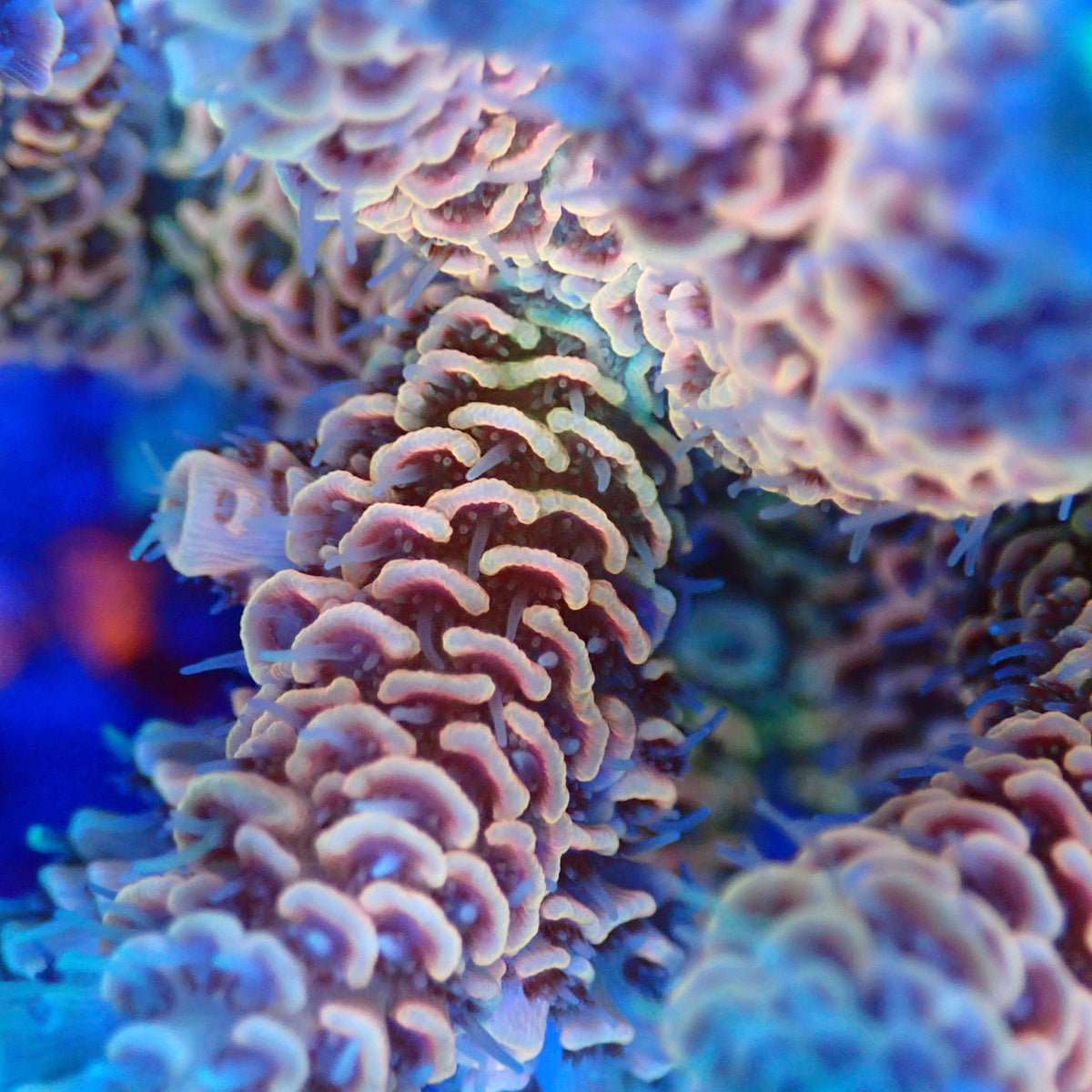 Acro Colony G9 macro