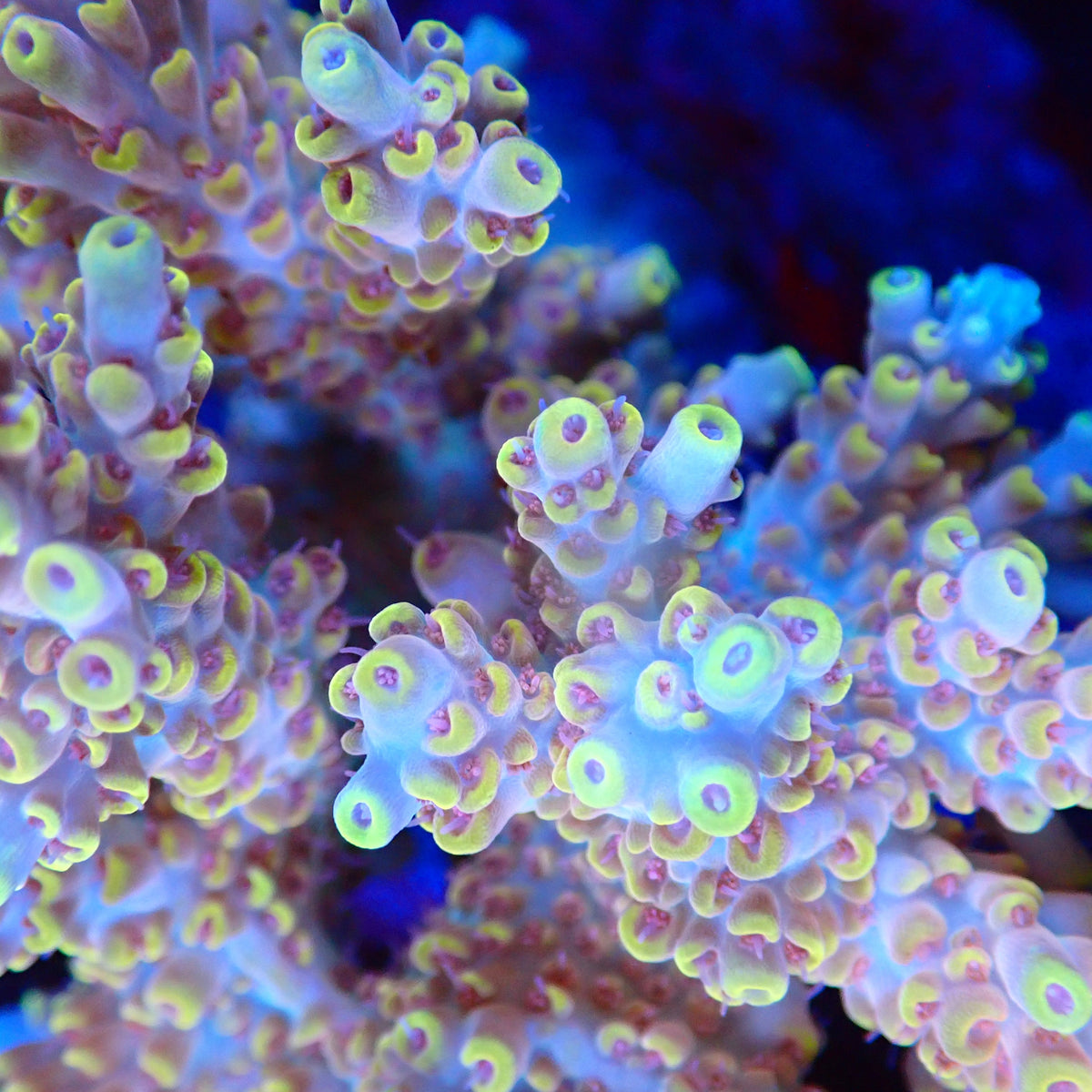 Acro Colony T3A1 macro