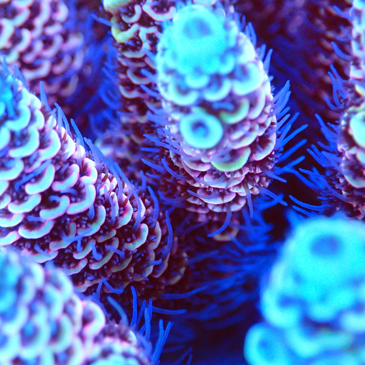 Acro Colony T3A10 macro