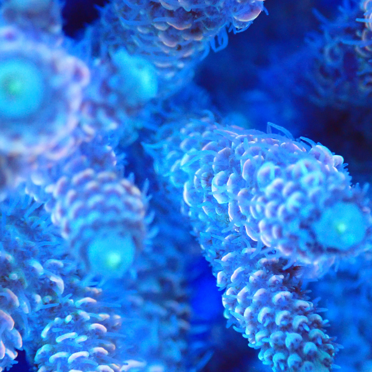 Acro Colony T3A11 macro