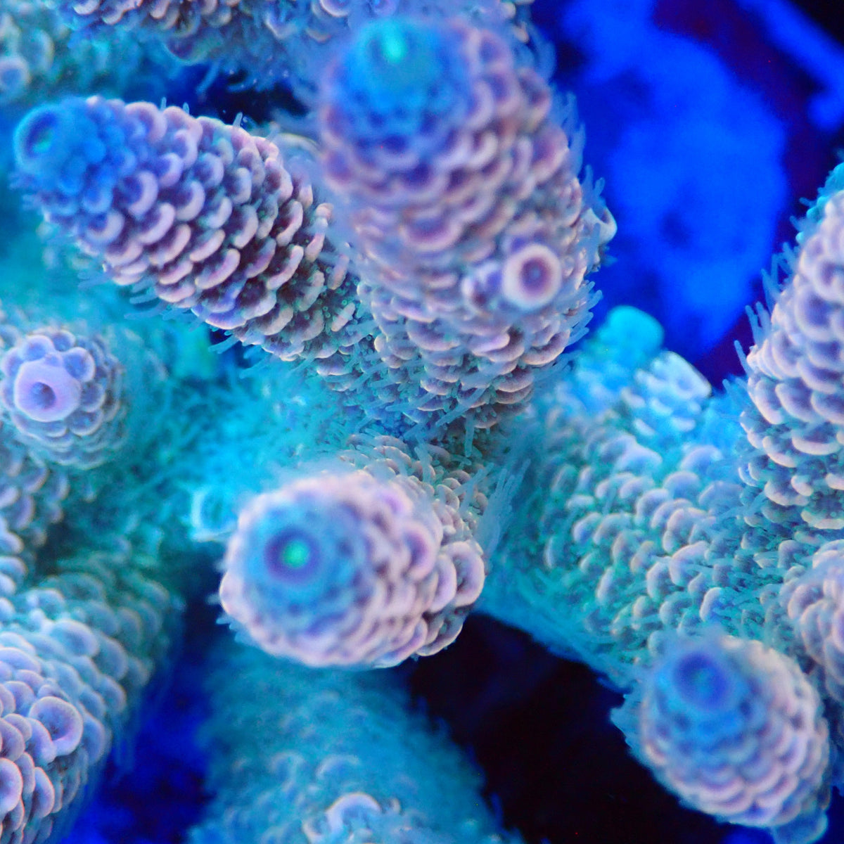 Acro Colony T3A12 macro