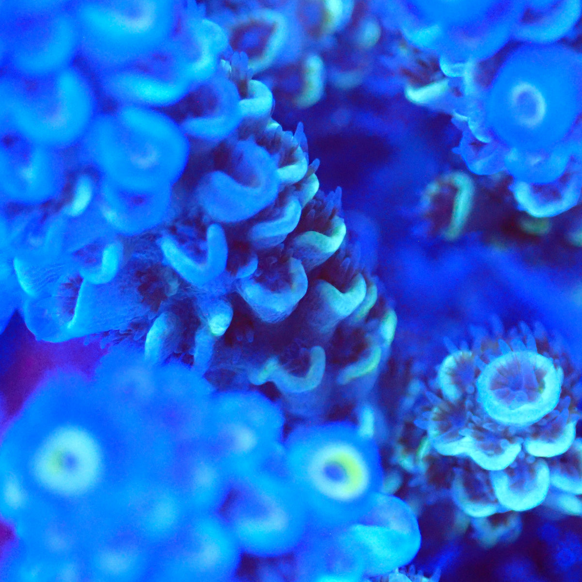 Acro Colony T3A13 macro