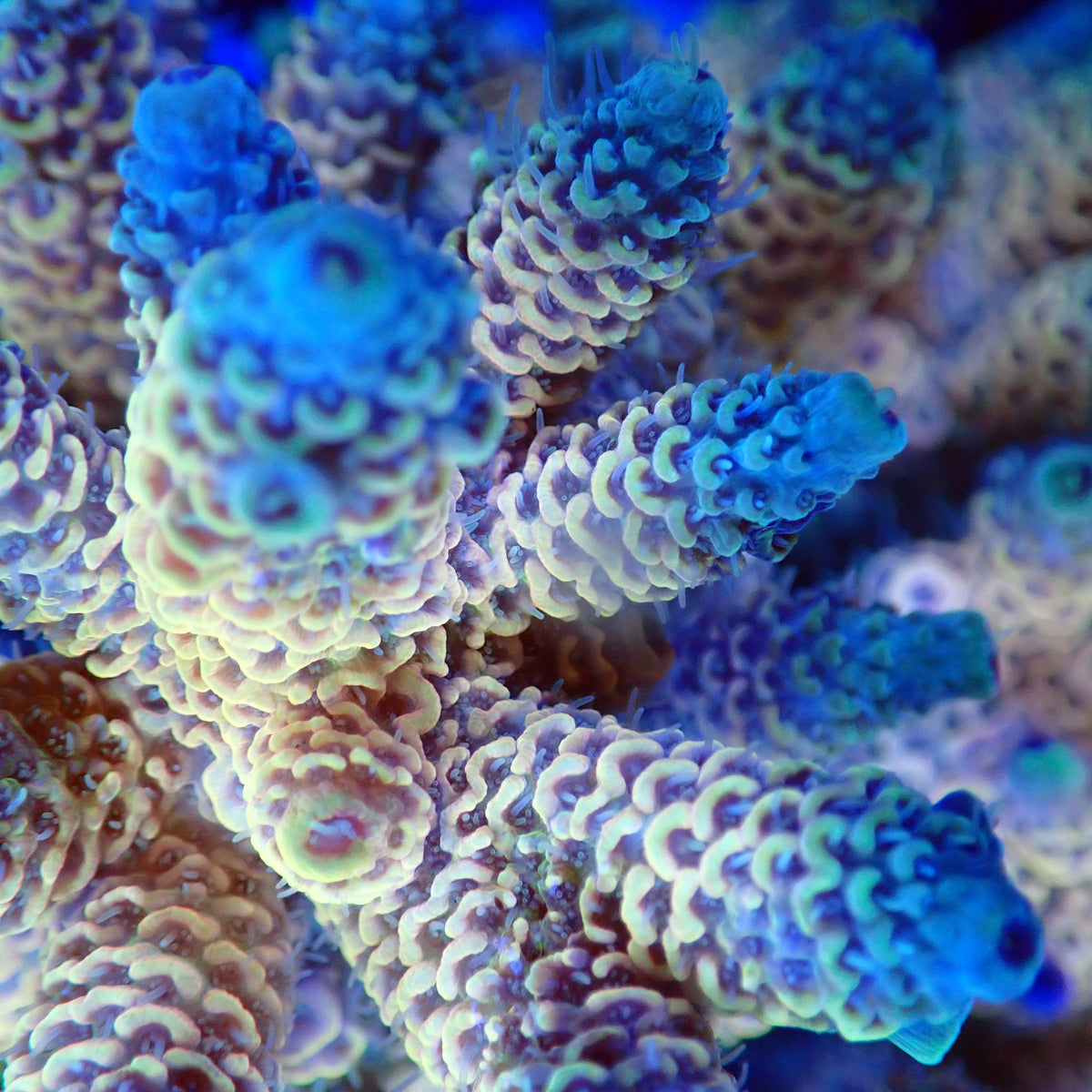 Acro Colony T3A2 macro
