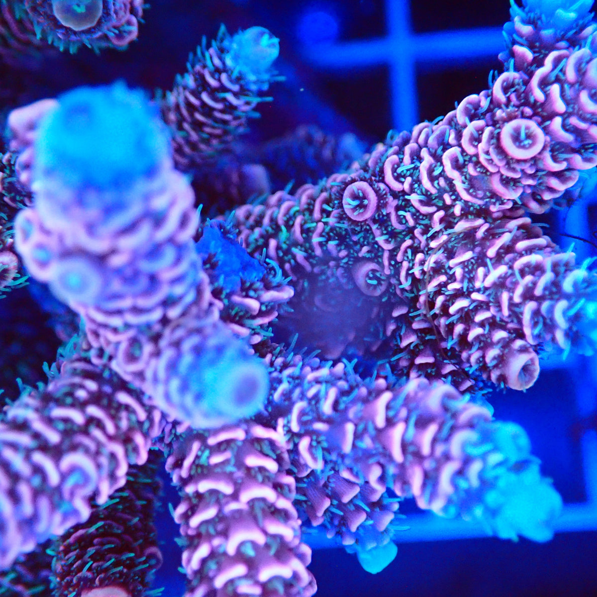 Acro Colony T3A3 macro