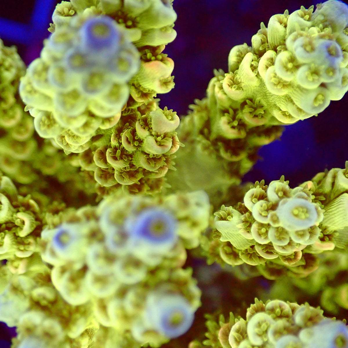 Acro Colony T3A4 macro