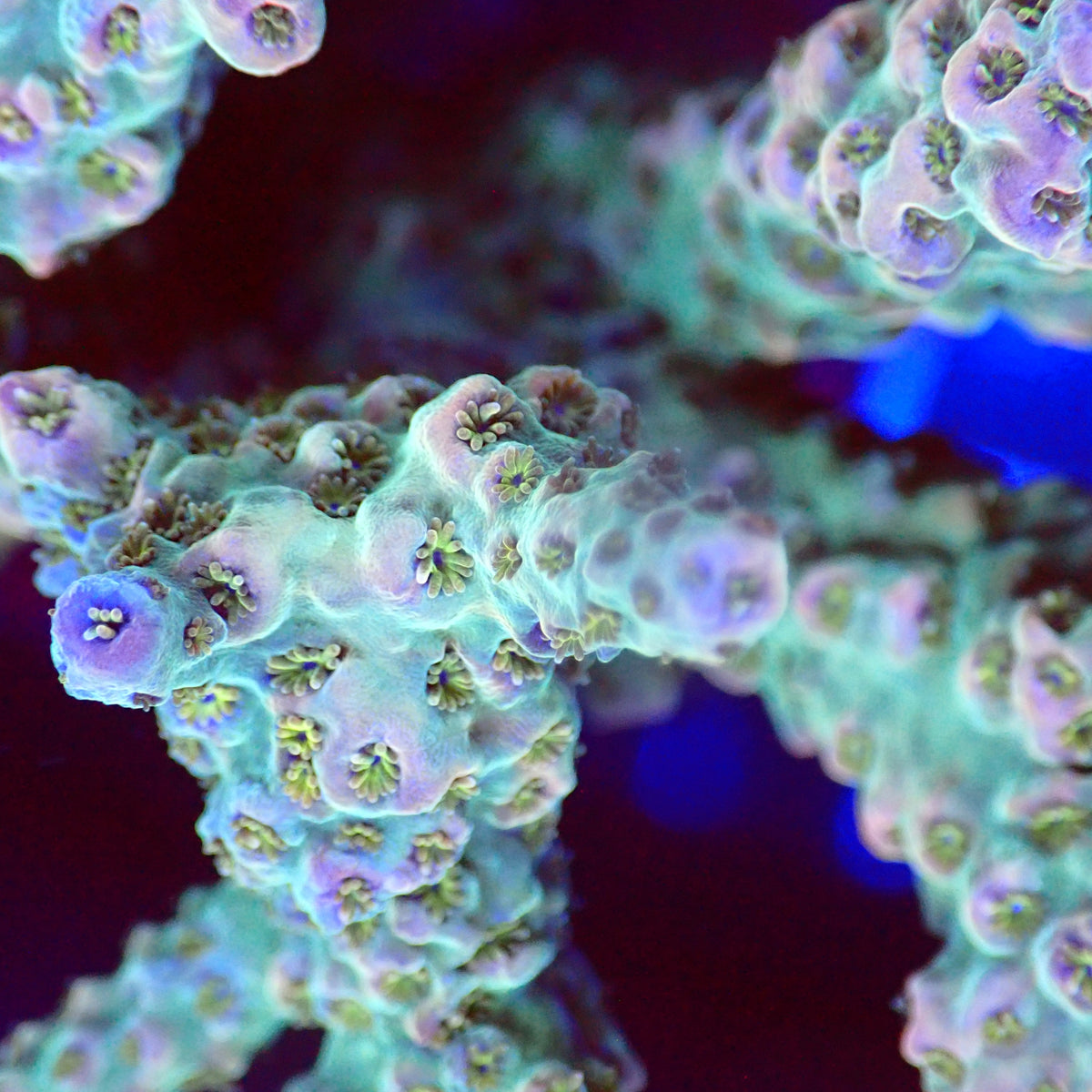 Acro Colony T3A5 macro
