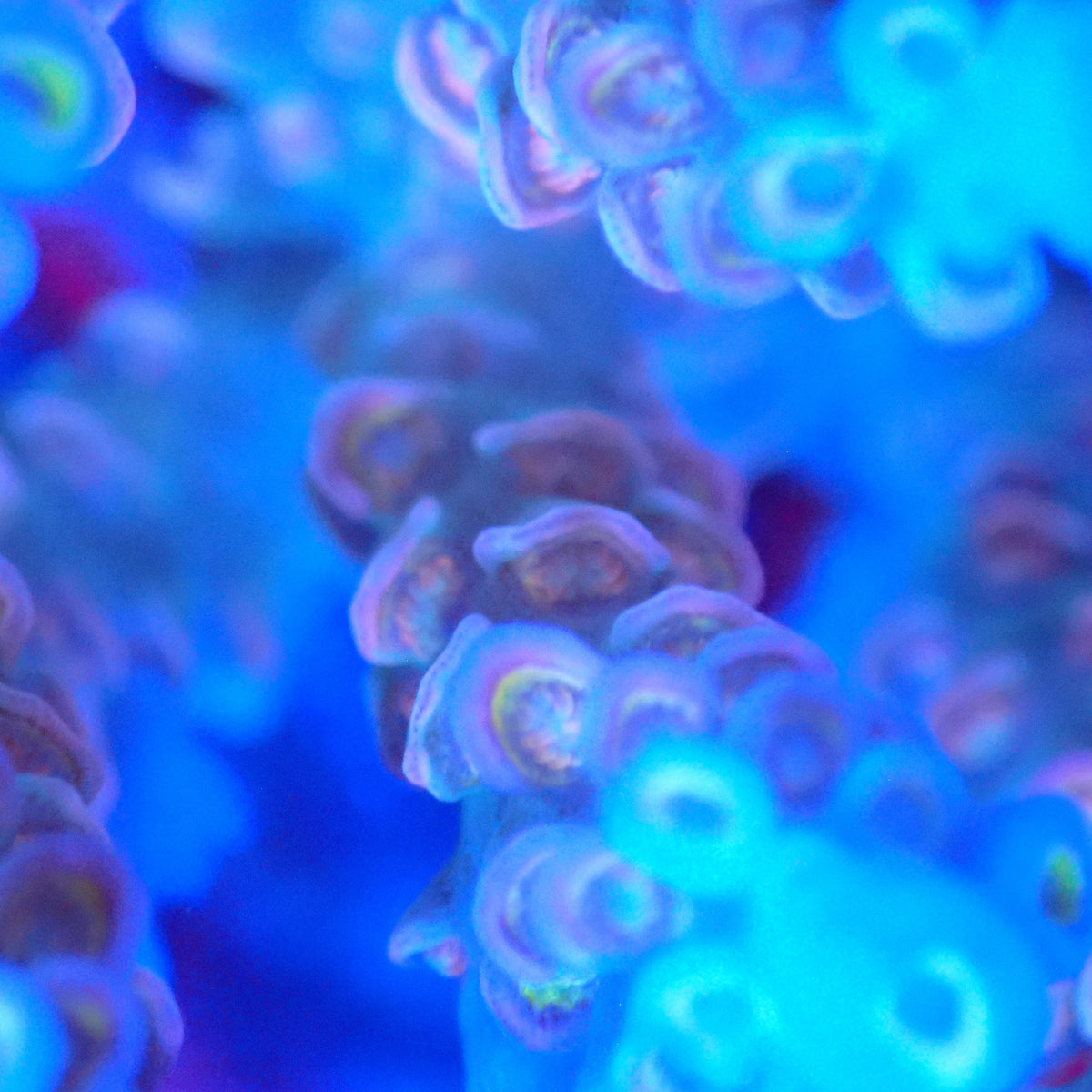 Acro Colony T3A6 macro