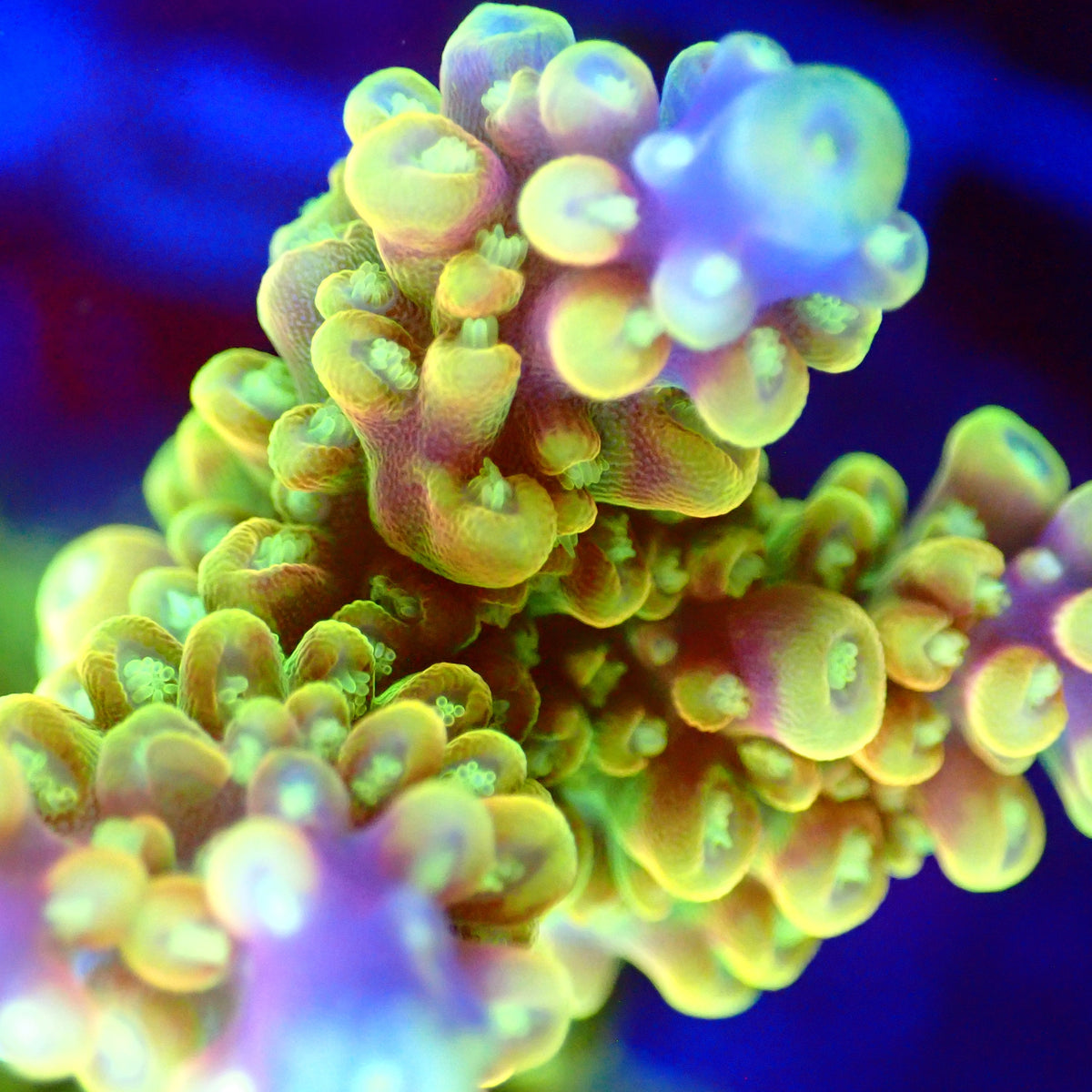Acro Colony T3A7 macro