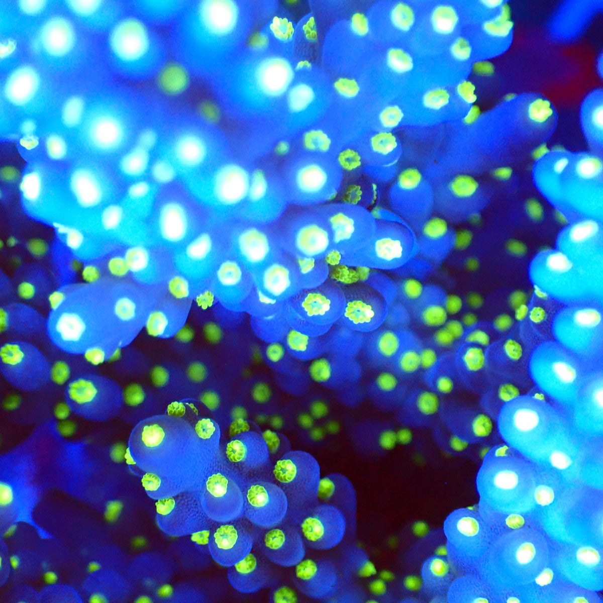 Acro Colony T3A8 macro