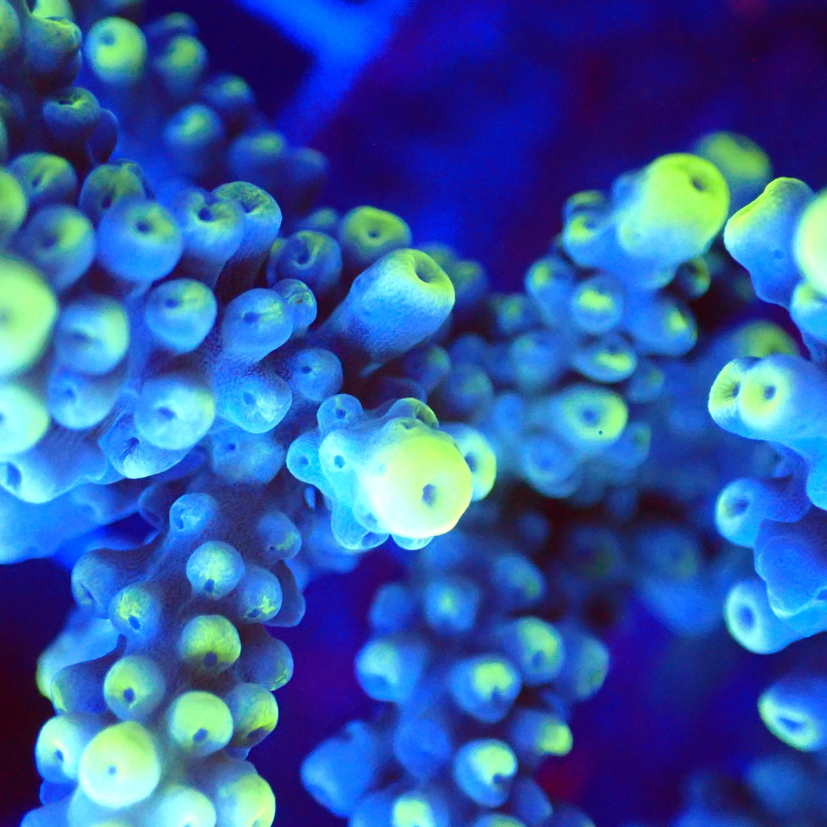 Acro Colony T3A9 macro
