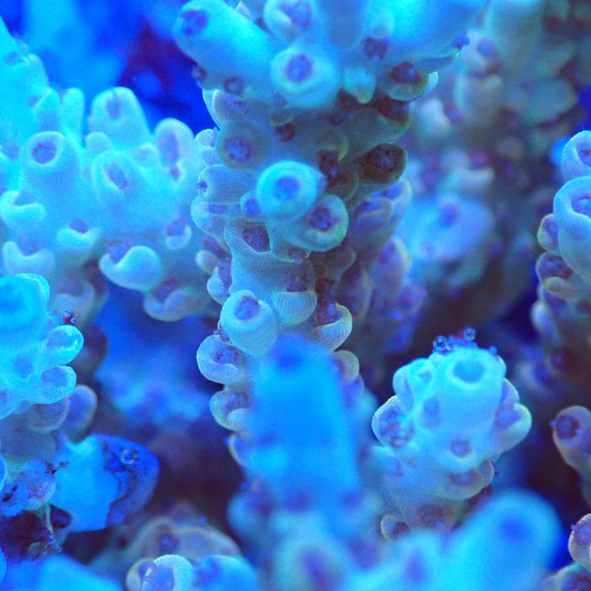 Acro Colony T3B1 macro