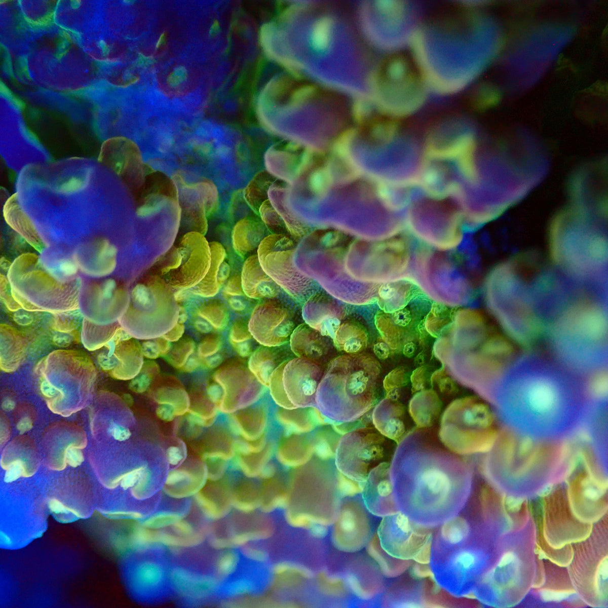 Acro Colony T3B10 macro
