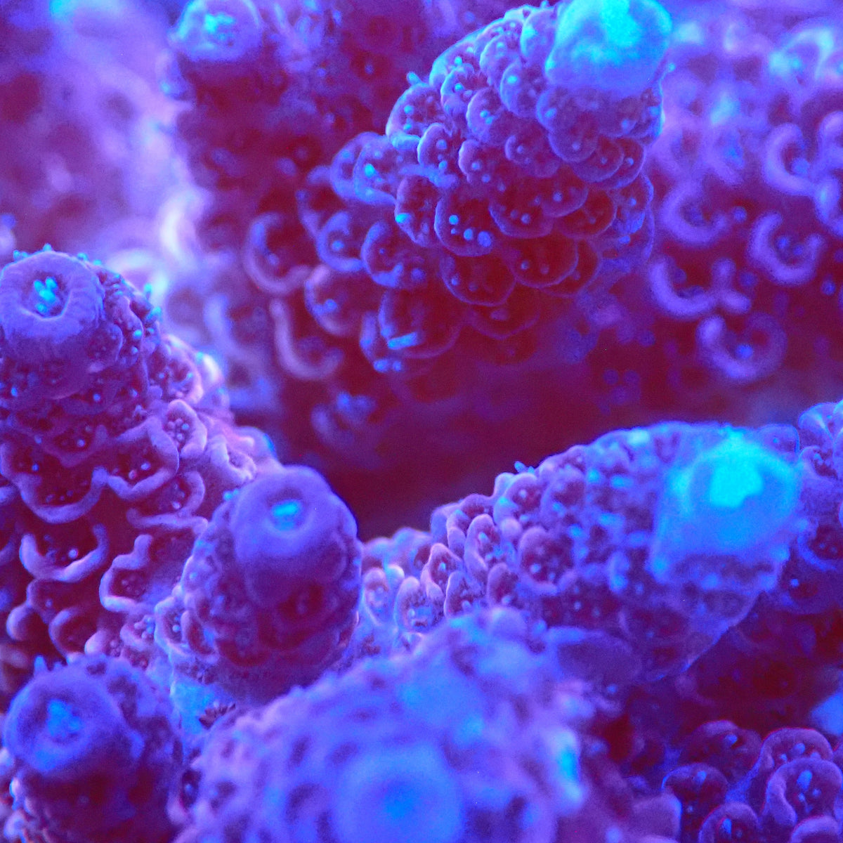 Acro Colony T3B11 macro