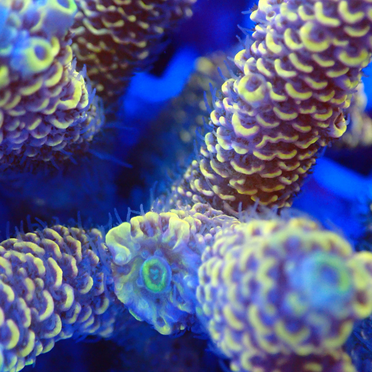Acro Colony T3B12 macro