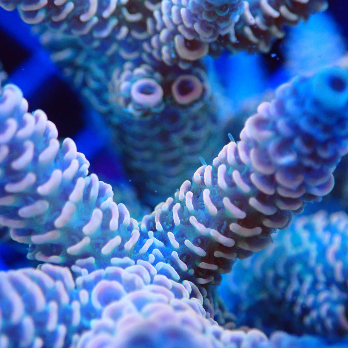 Acro Colony T3B13 macro