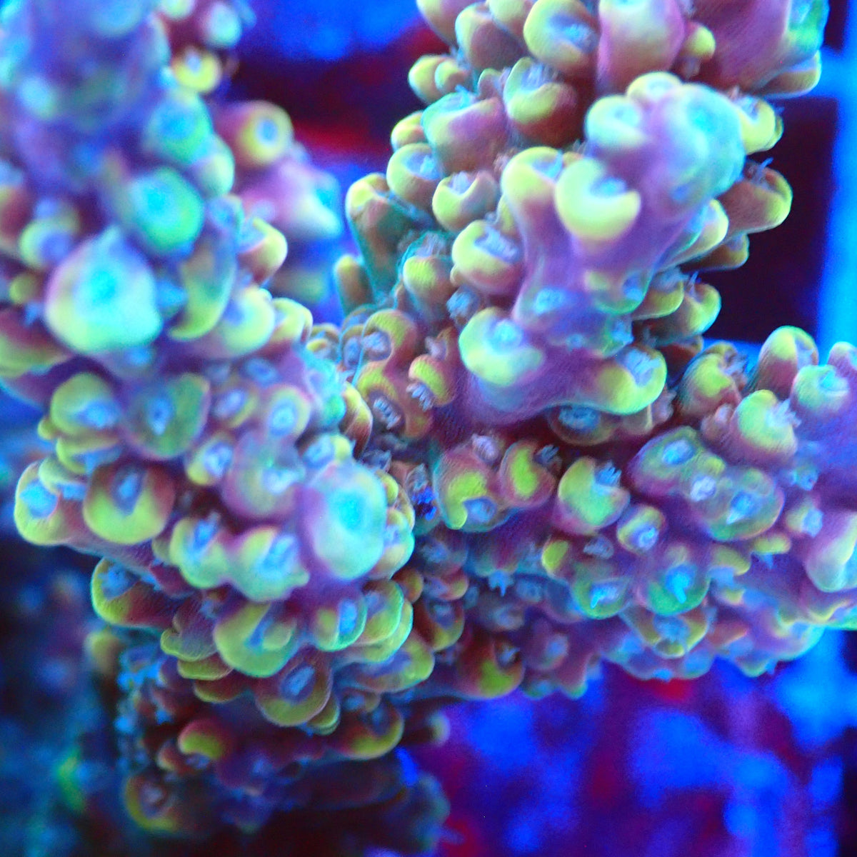 Acro Colony T3B2 macro