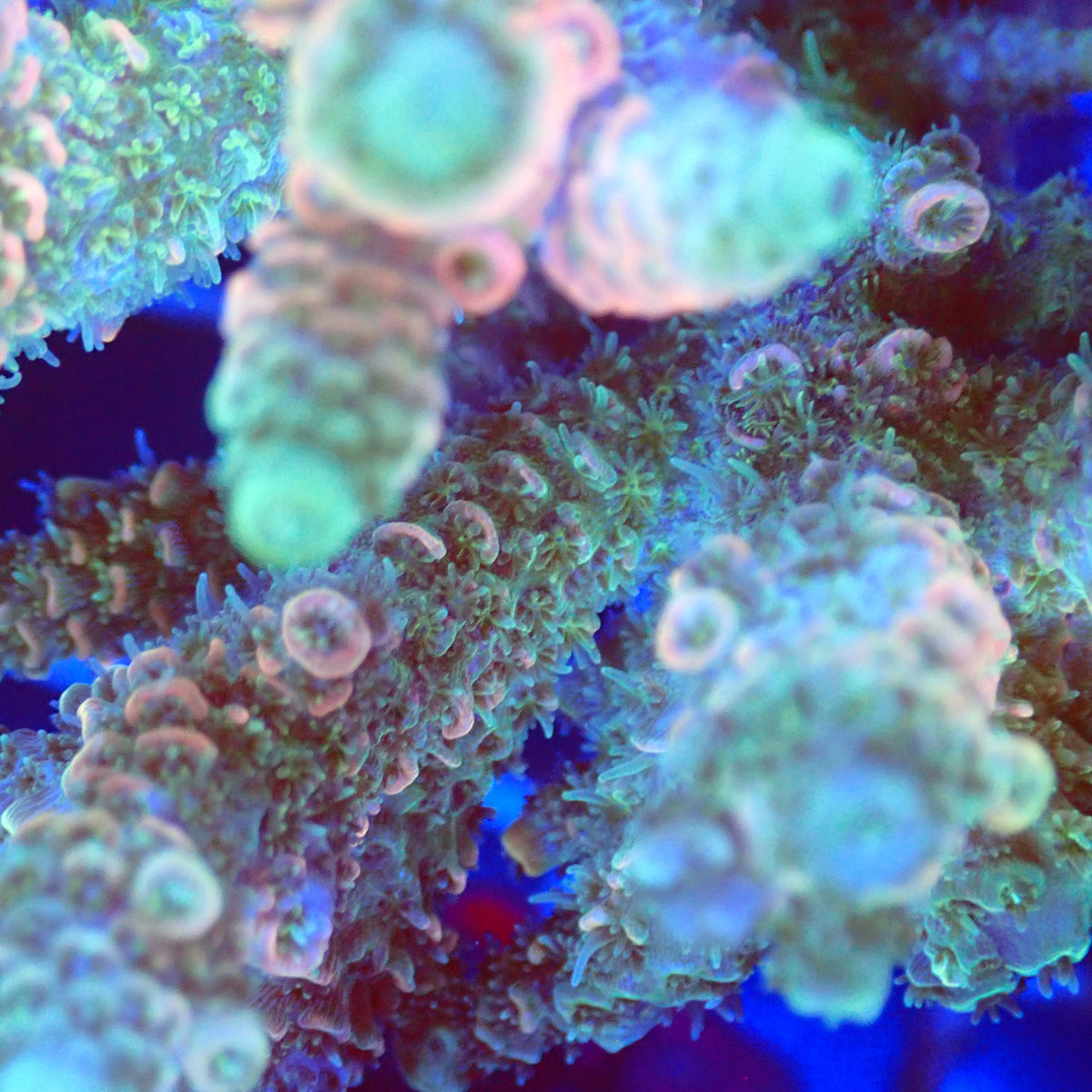Acro Colony T3B3 macro