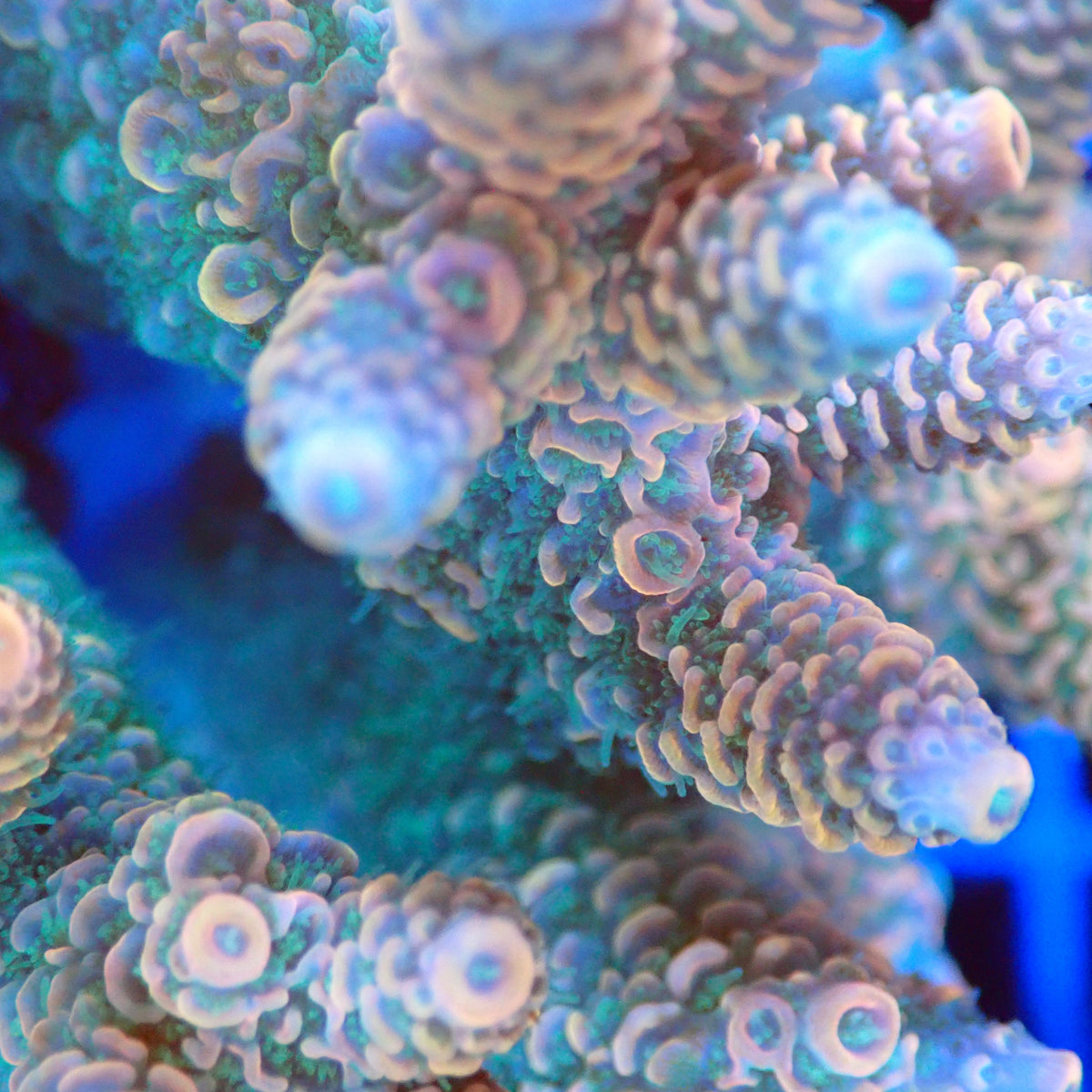 Acro Colony T3B4 macro