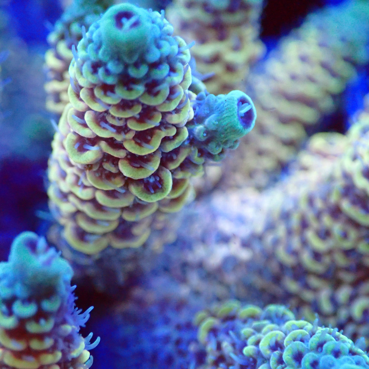 Acro Colony T3B5 macro