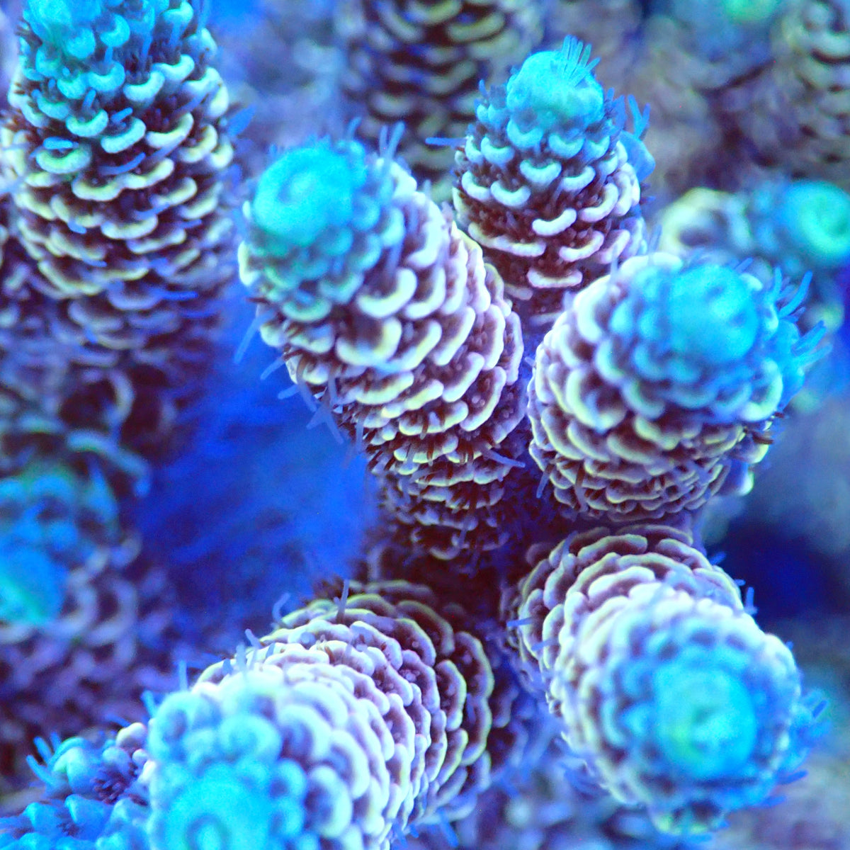 Acro Colony T3B6 macro
