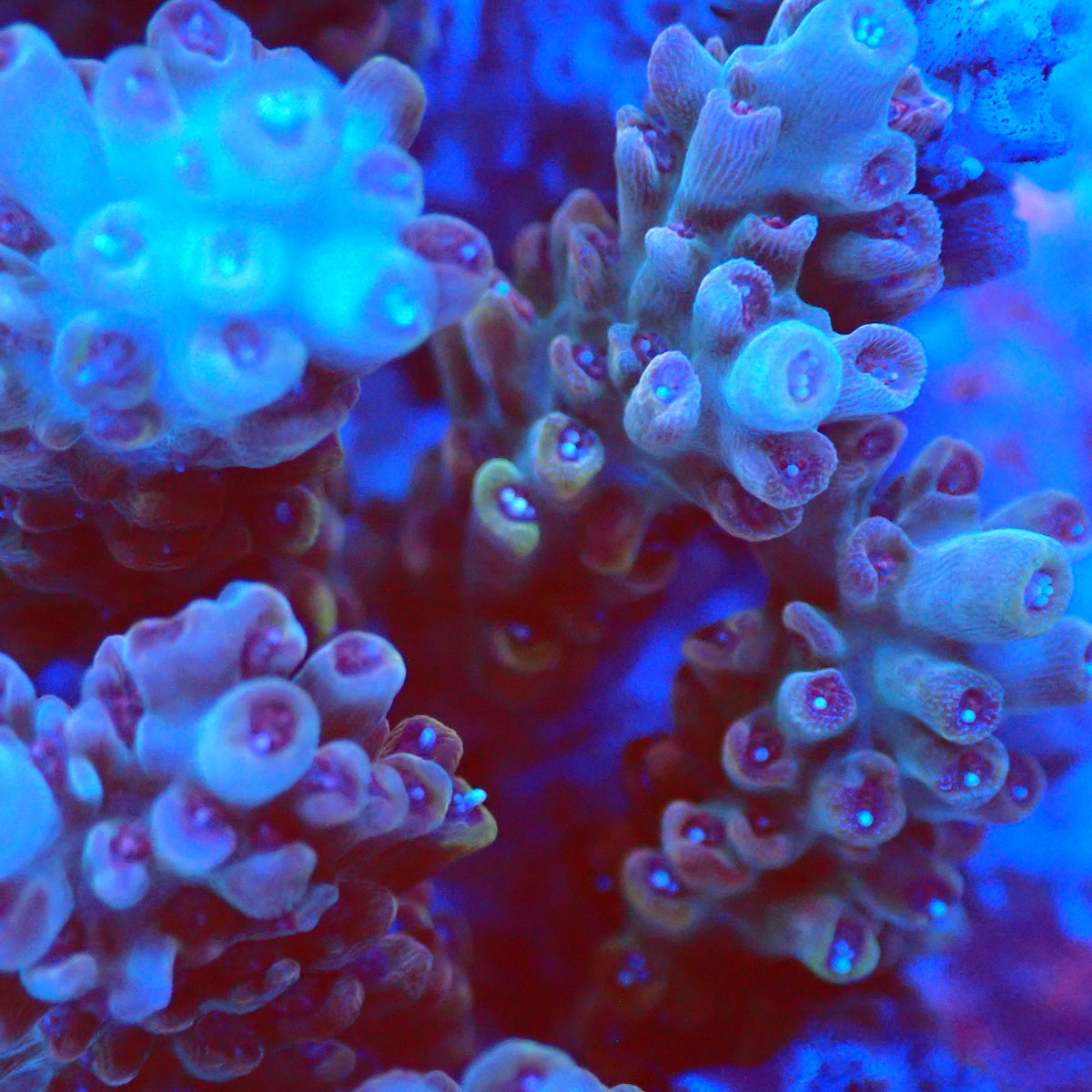 Acro Colony T3B7 macro