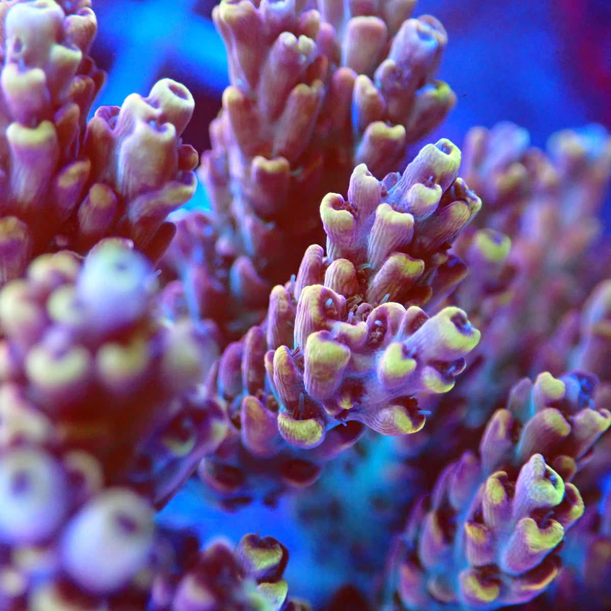 Acro Colony T3B8 macro