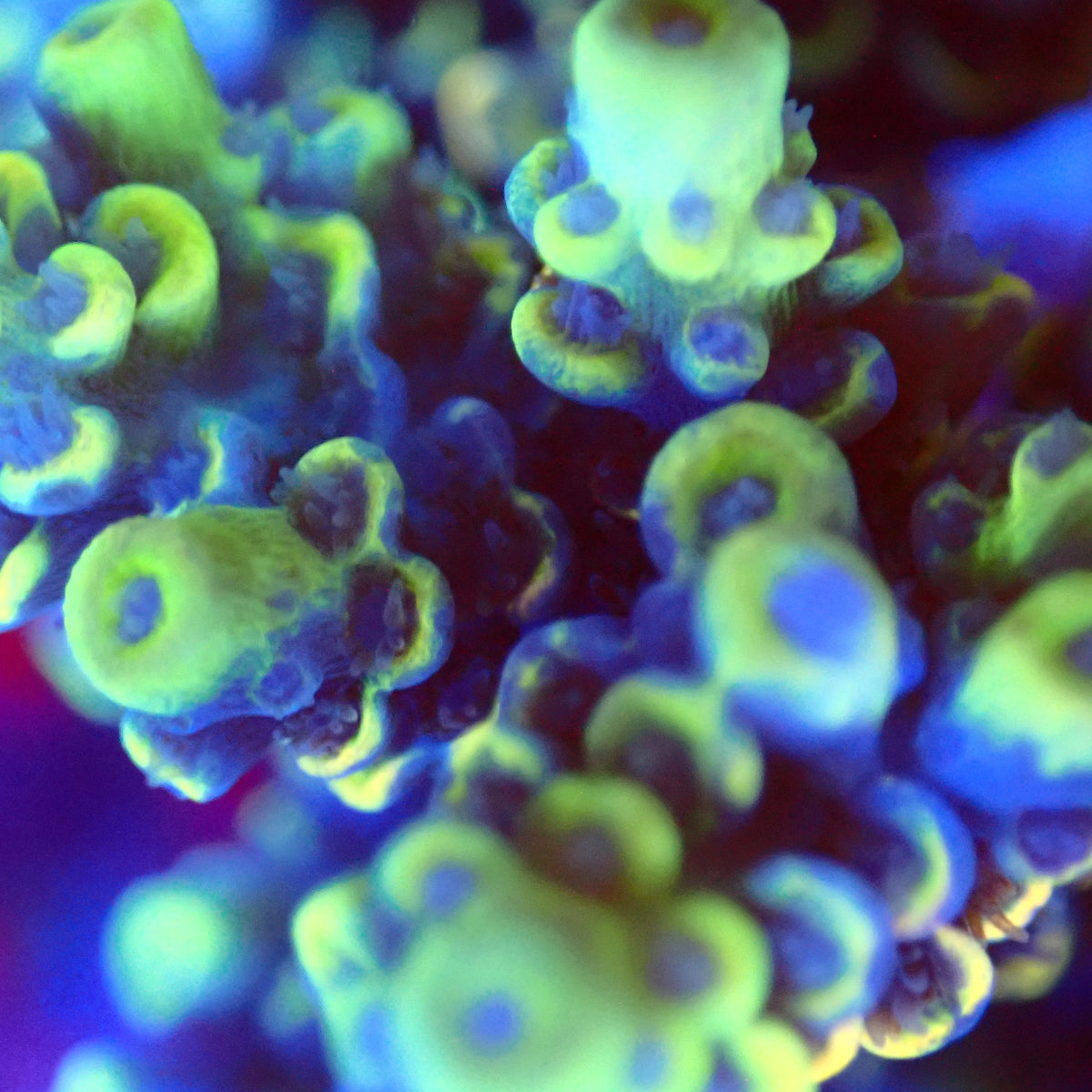 Acro Colony T3B9 macro