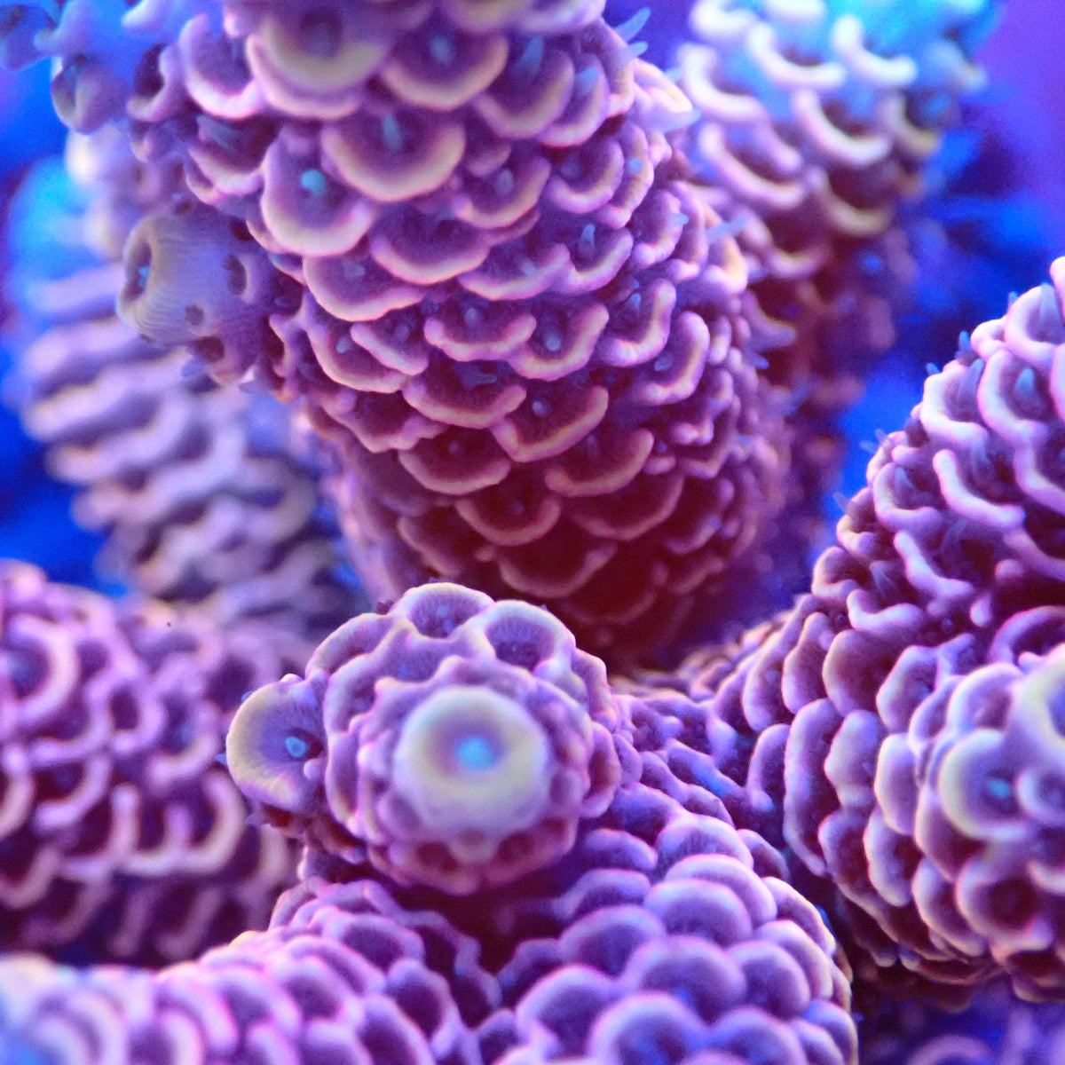Acro Colony T3C1 macro
