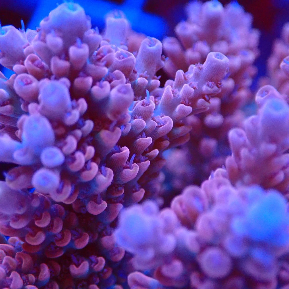 Acro Colony T3C10 macro