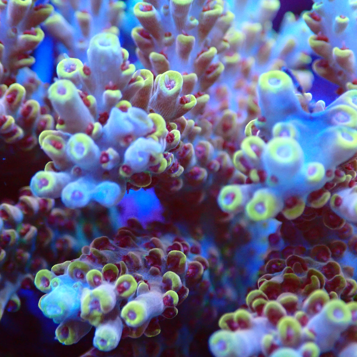 Acro Colony T3C11 macro