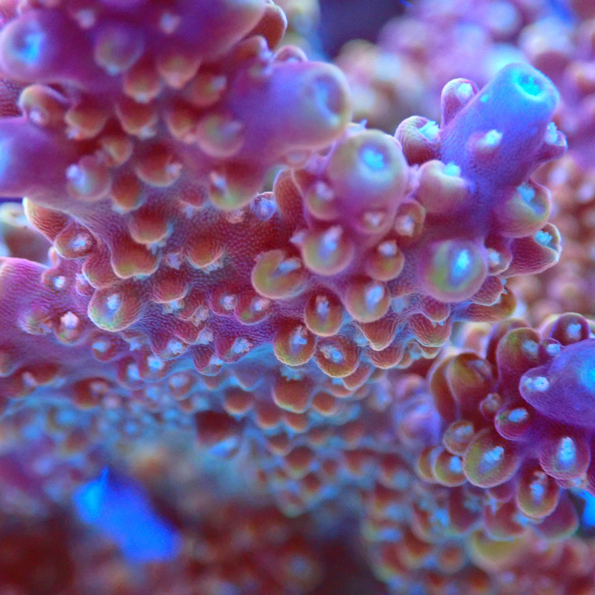 Acro Colony T3C12 macro