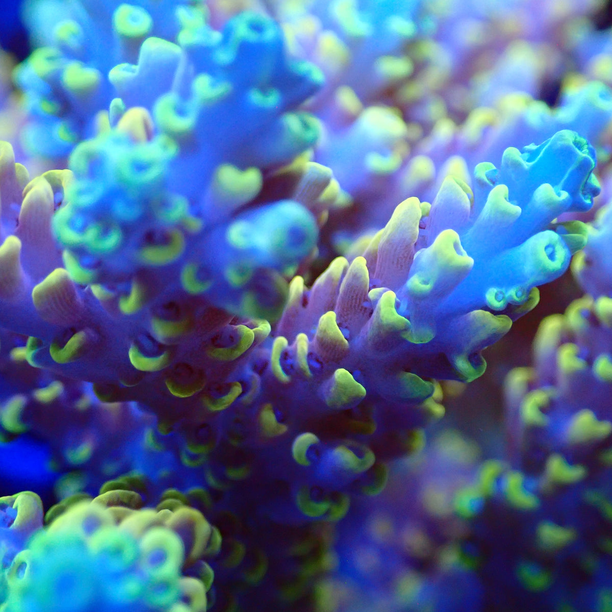 Acro Colony T3C13 macro