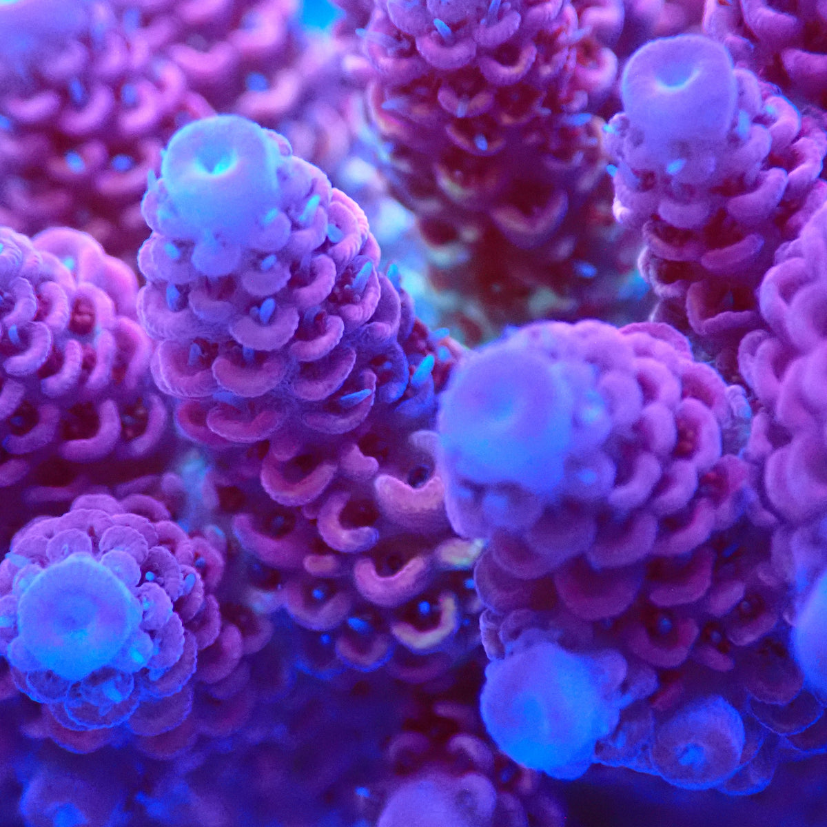 Acro Colony T3C2 macro
