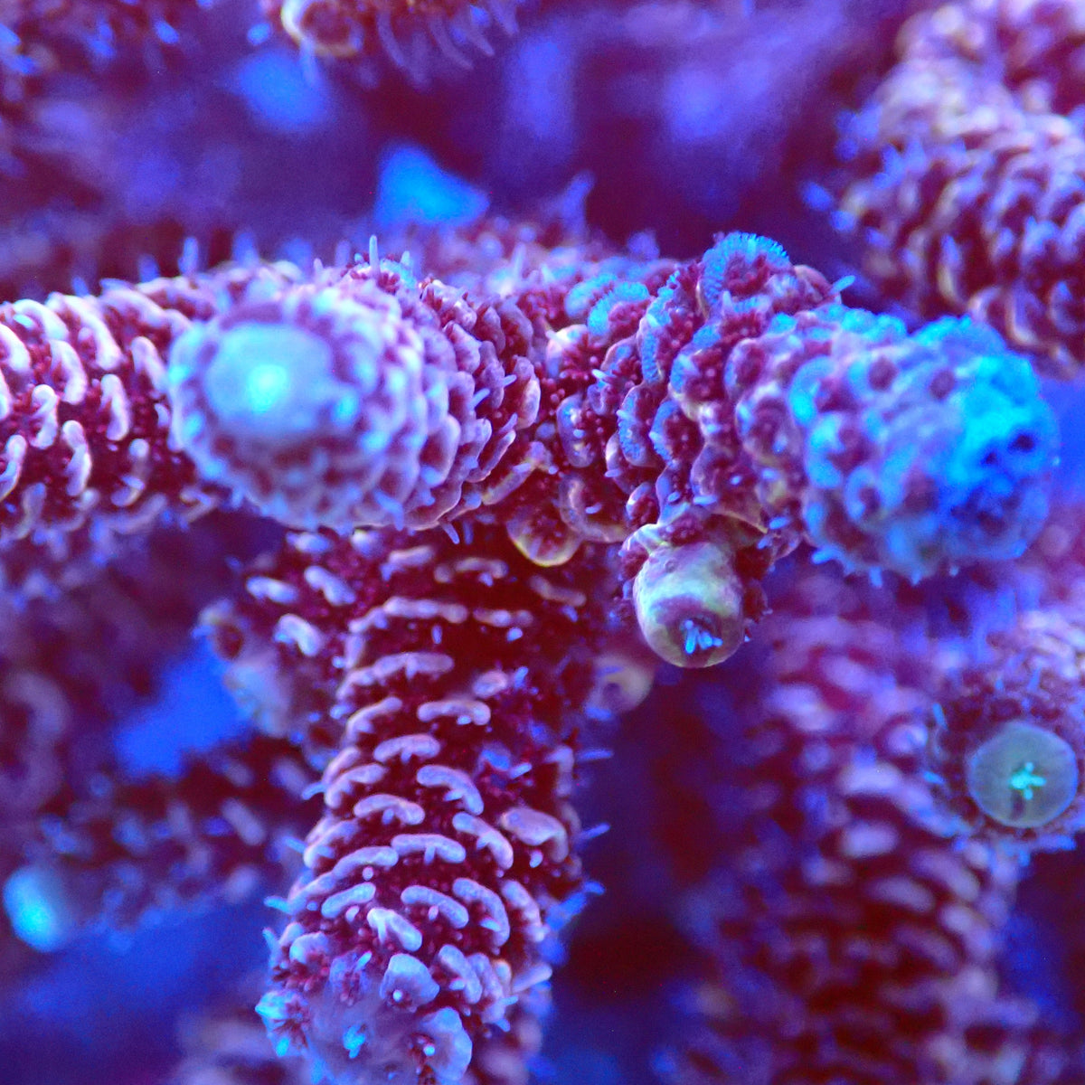 Acro Colony T3C3 macro