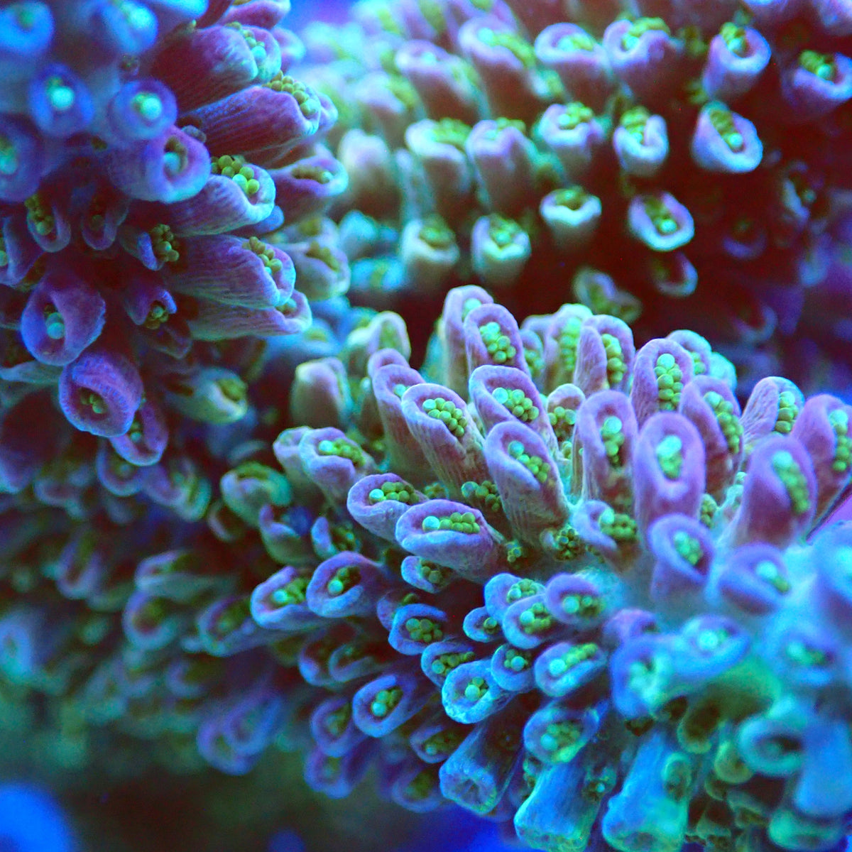 Acro Colony T3C4 macro