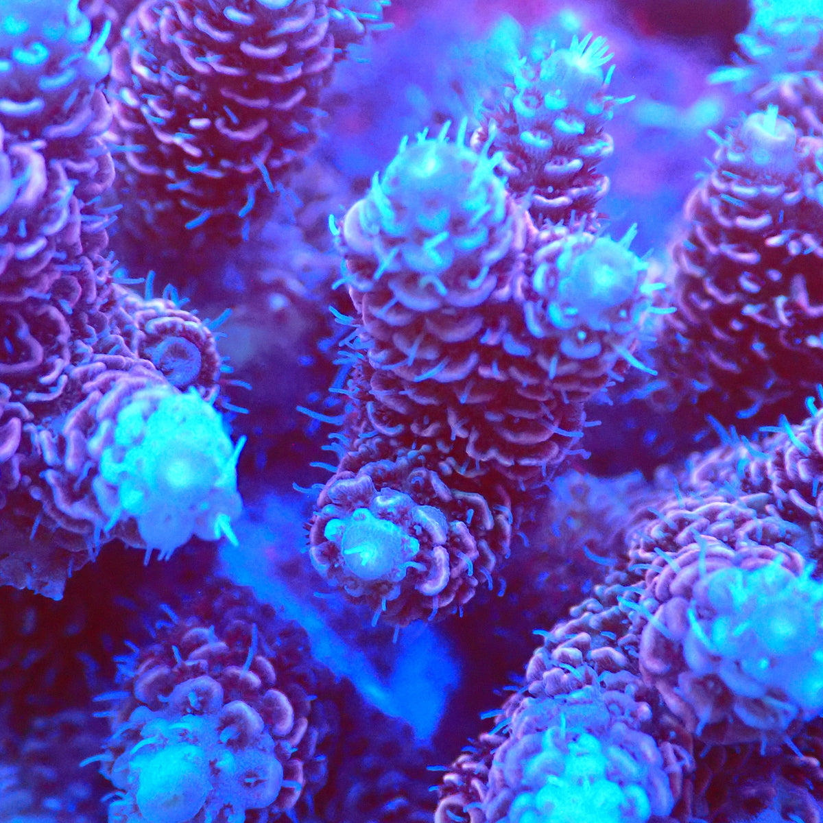 Acro Colony T3C5 macro