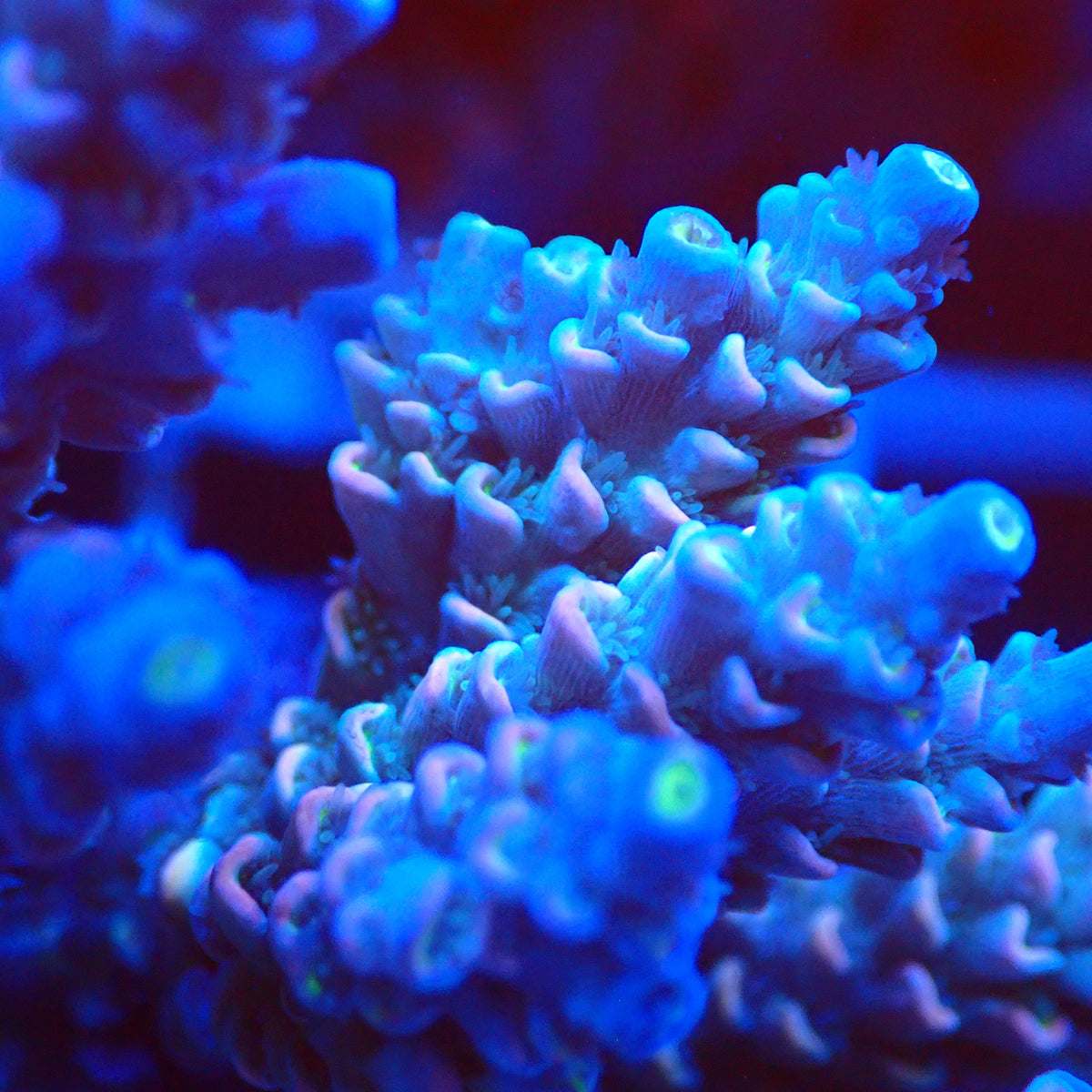 Acro Colony T3C6 macro