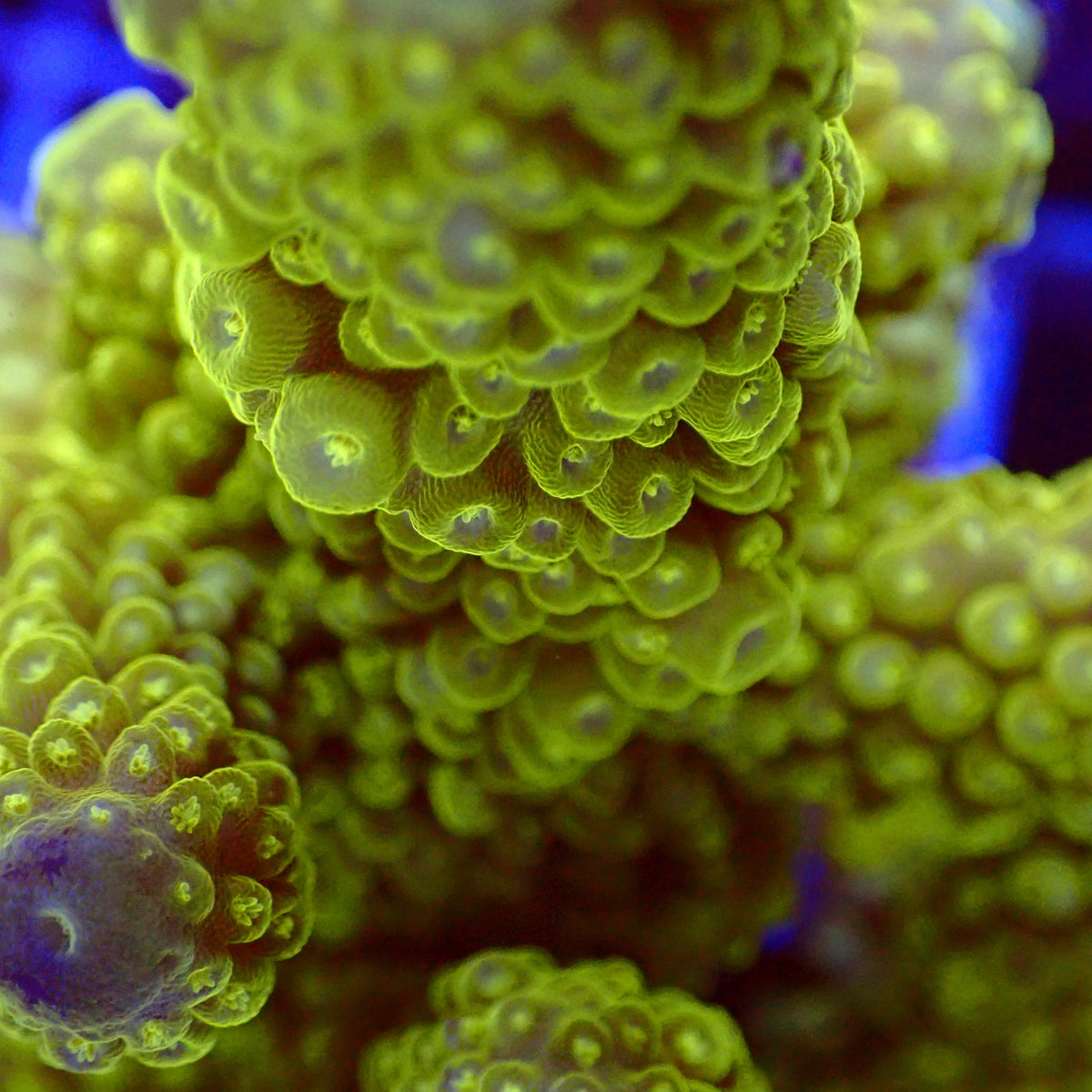 Acro Colony T3C7 macro